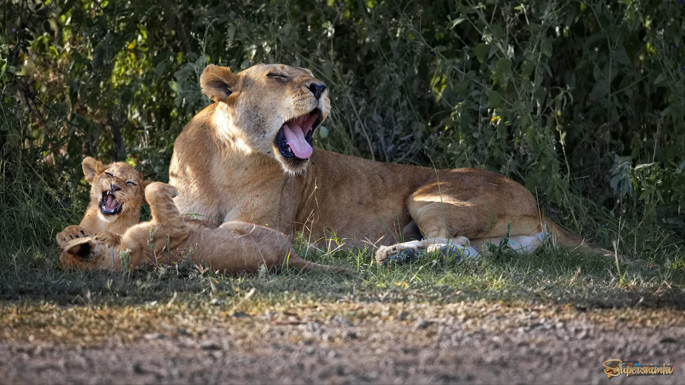 Позевульки