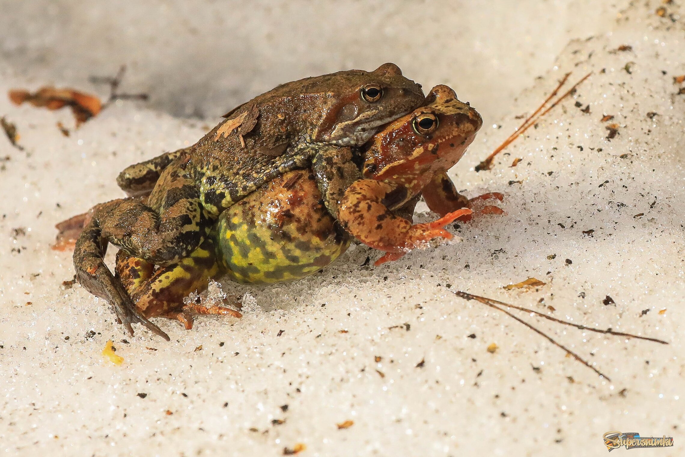 Спешат на нерест