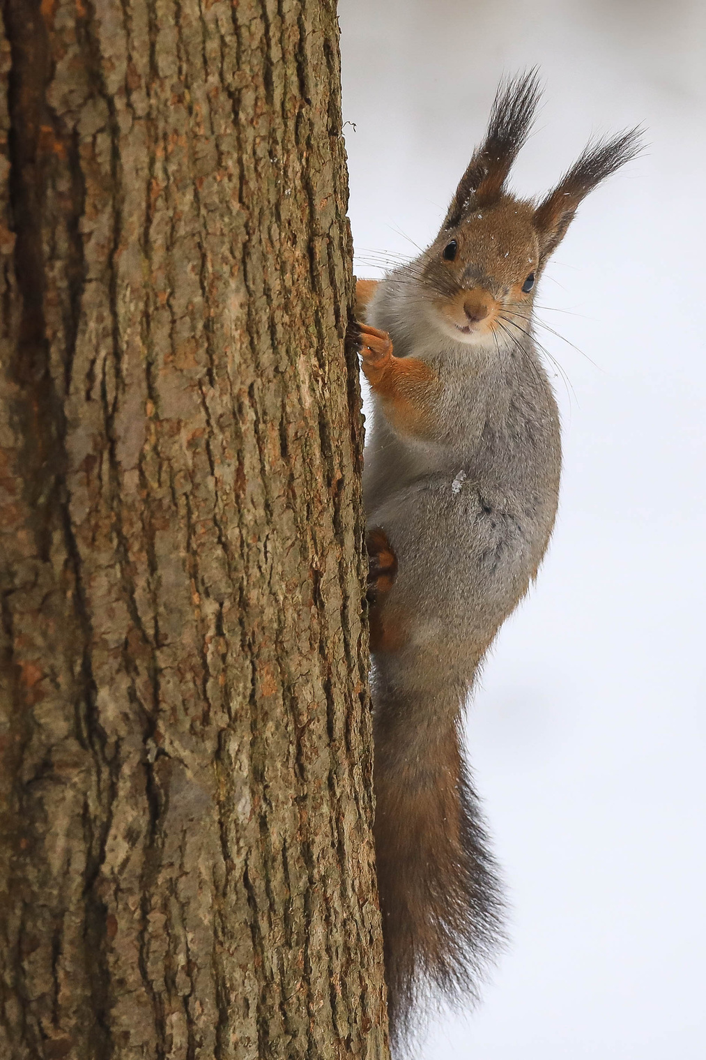 В замешательстве