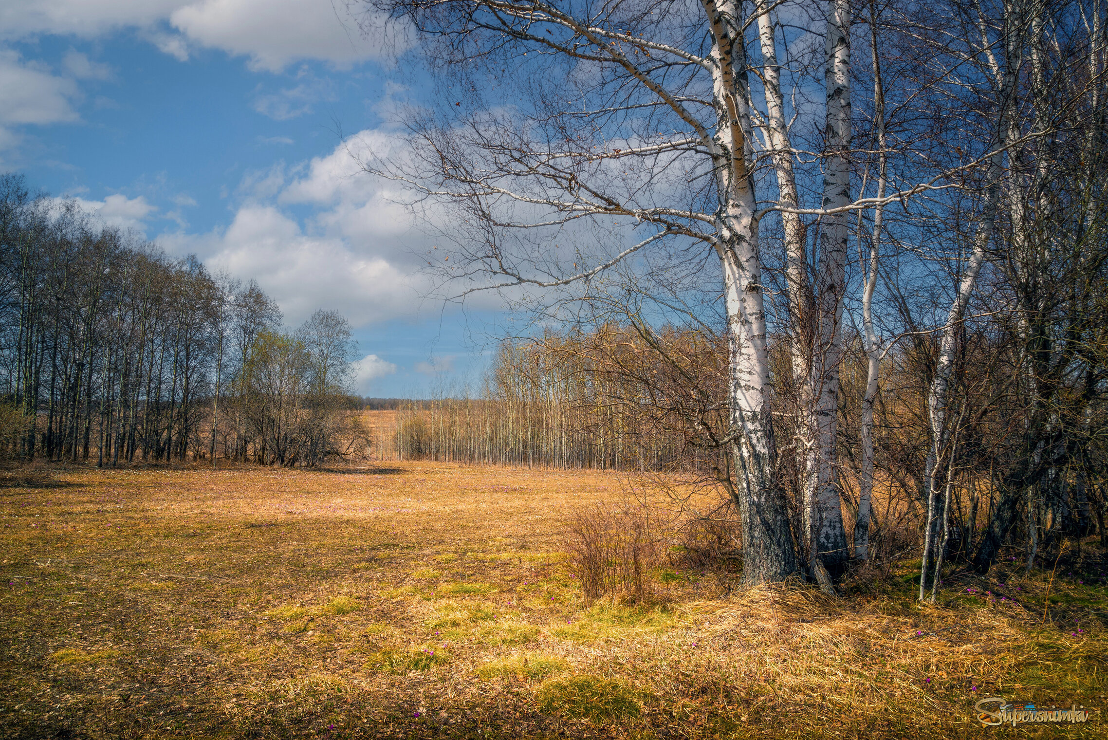 В весеннем лесу