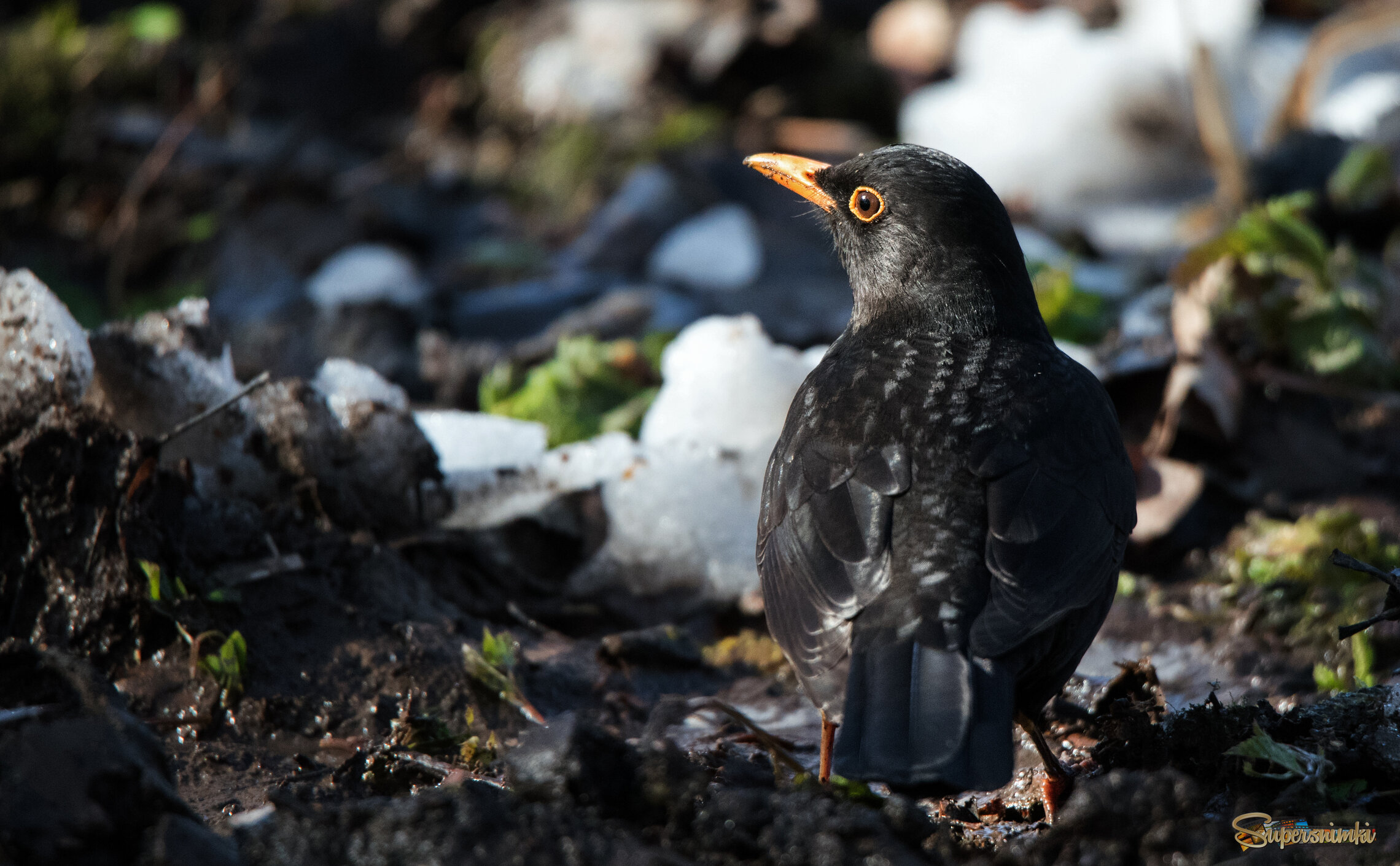 Черный дрозд.