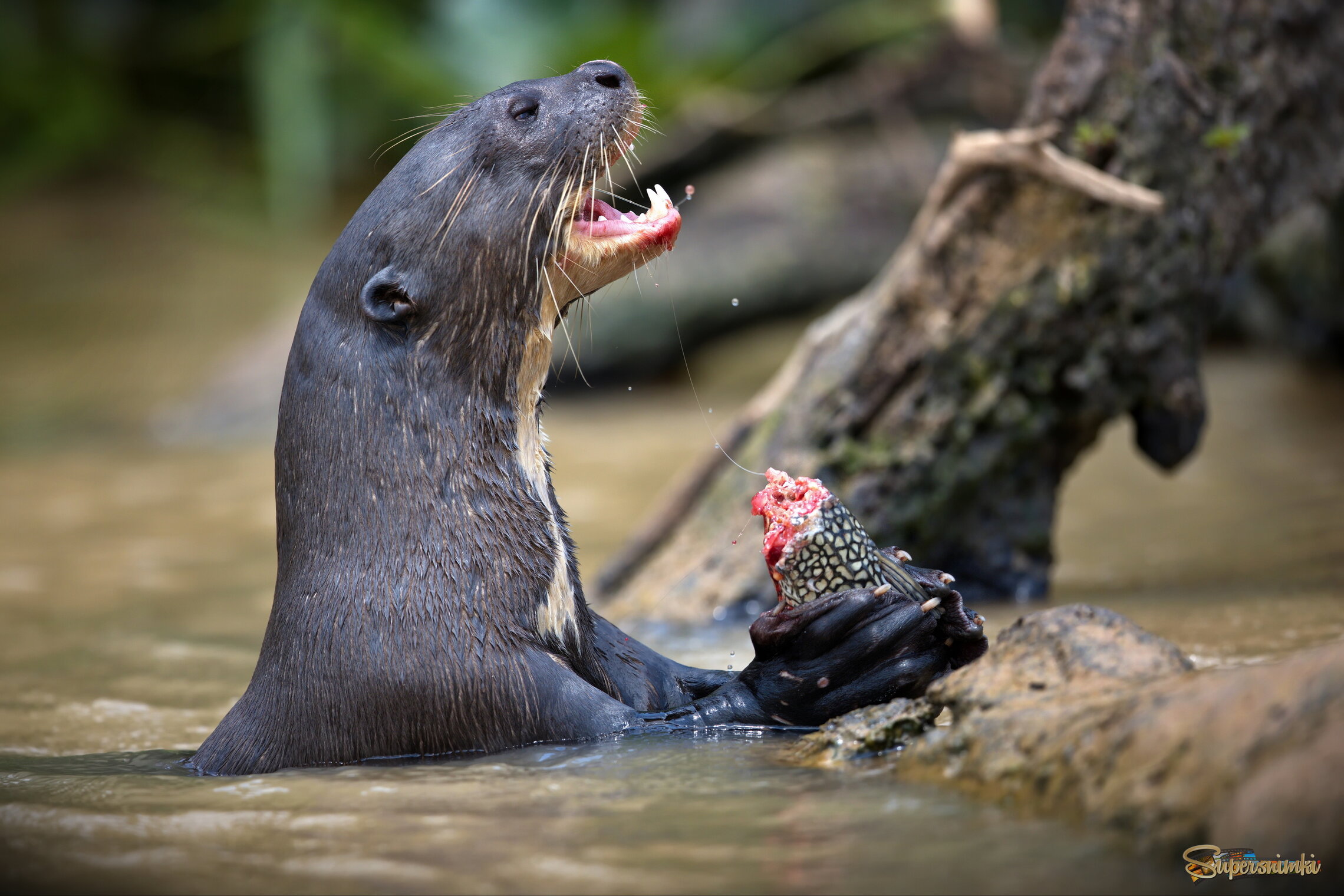 Рыбная шаурма
