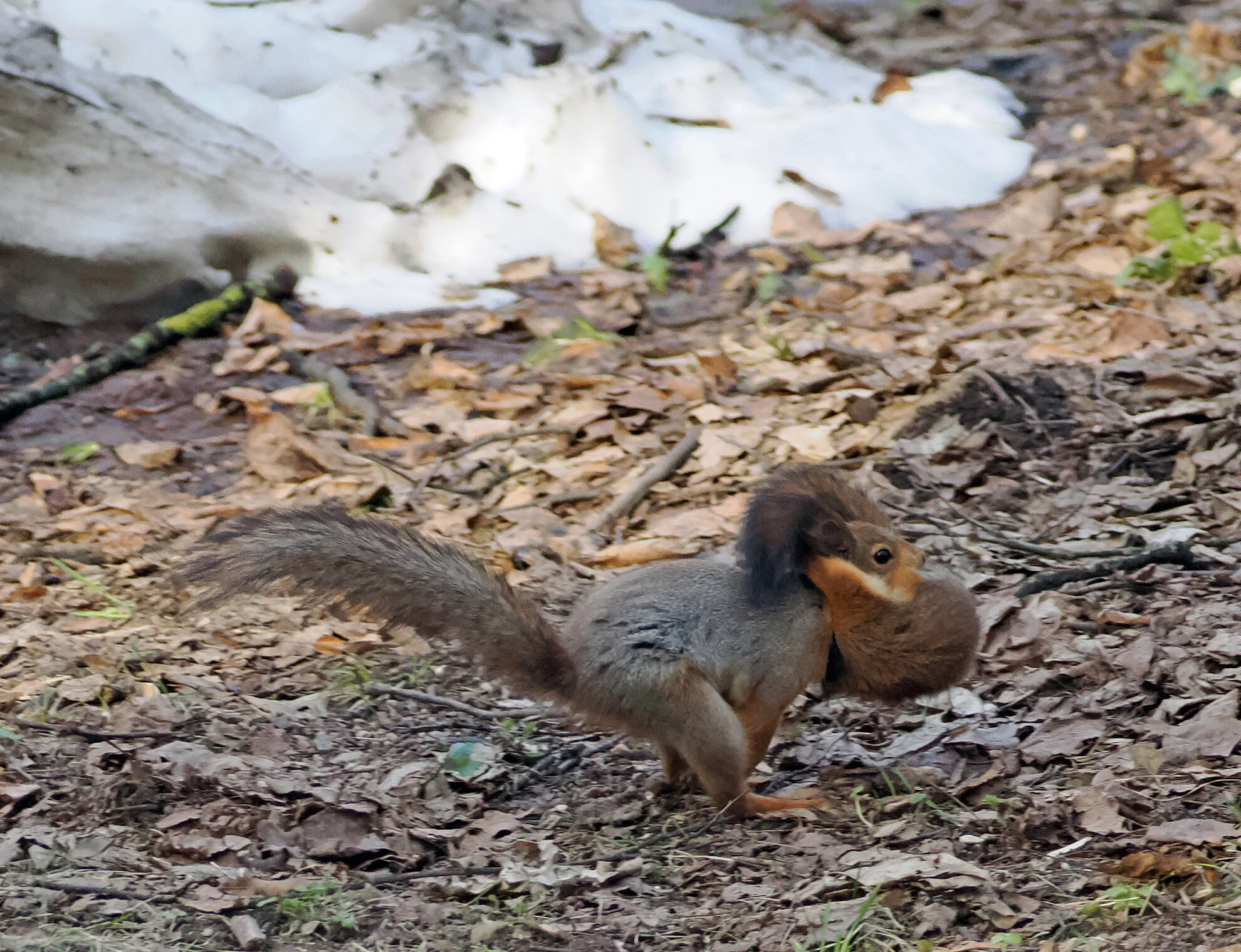 Белочка переносит  бельчат в другое гнездо.