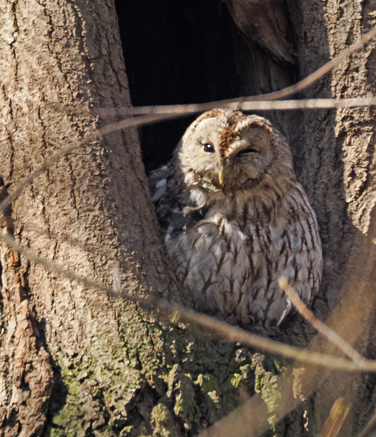 Серая неясыть, сова.