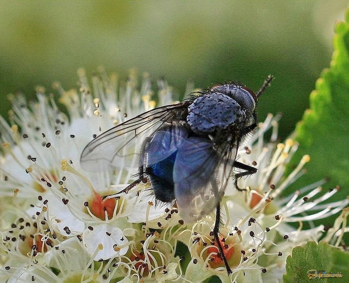 Синяя муха