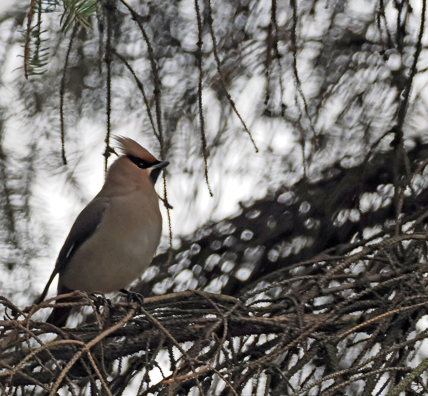 Свиристели.