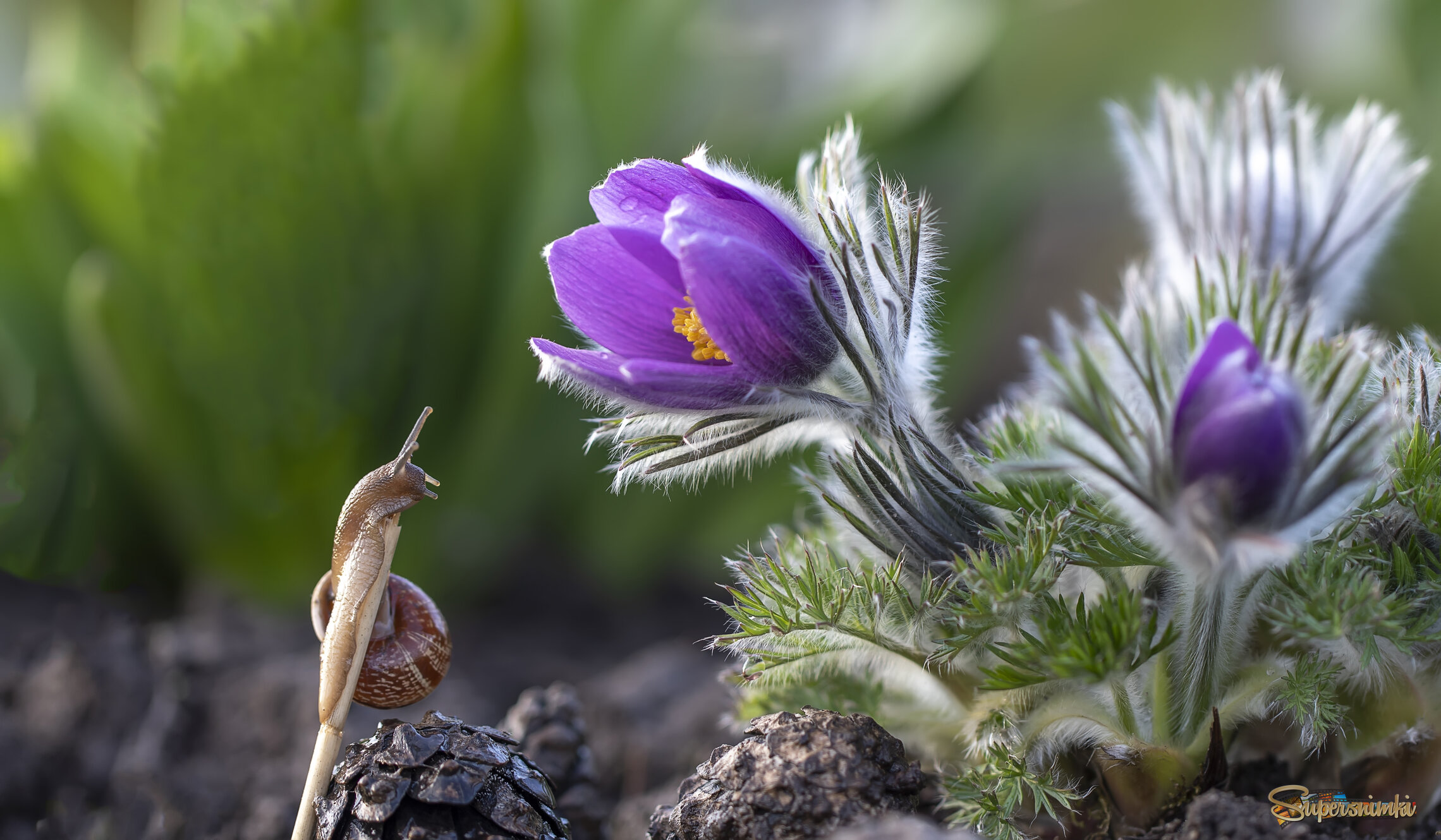 "Прострел и улитка  они, если честно, не пара, не пара, не пара ..."