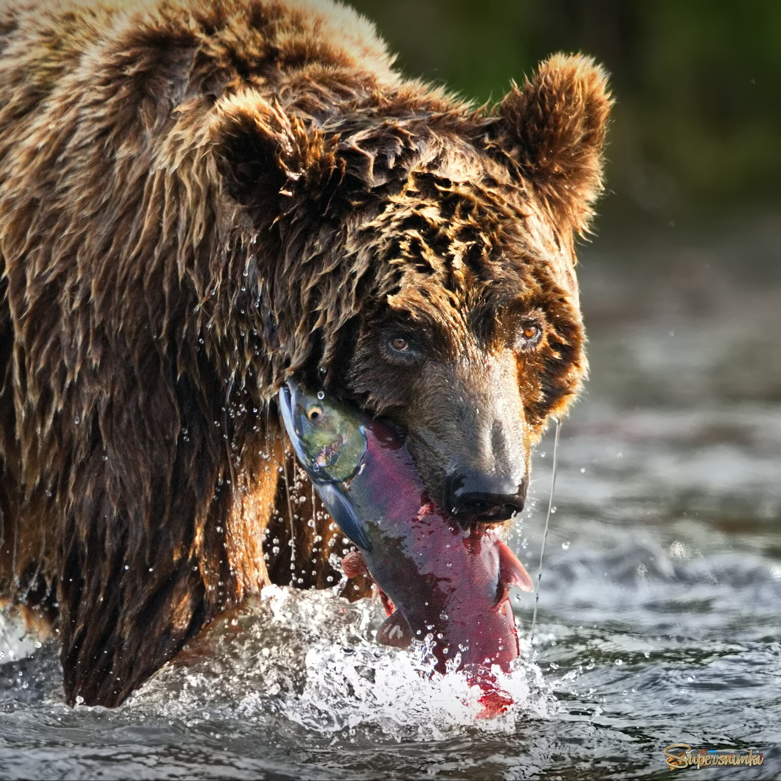 Медвежье счастье