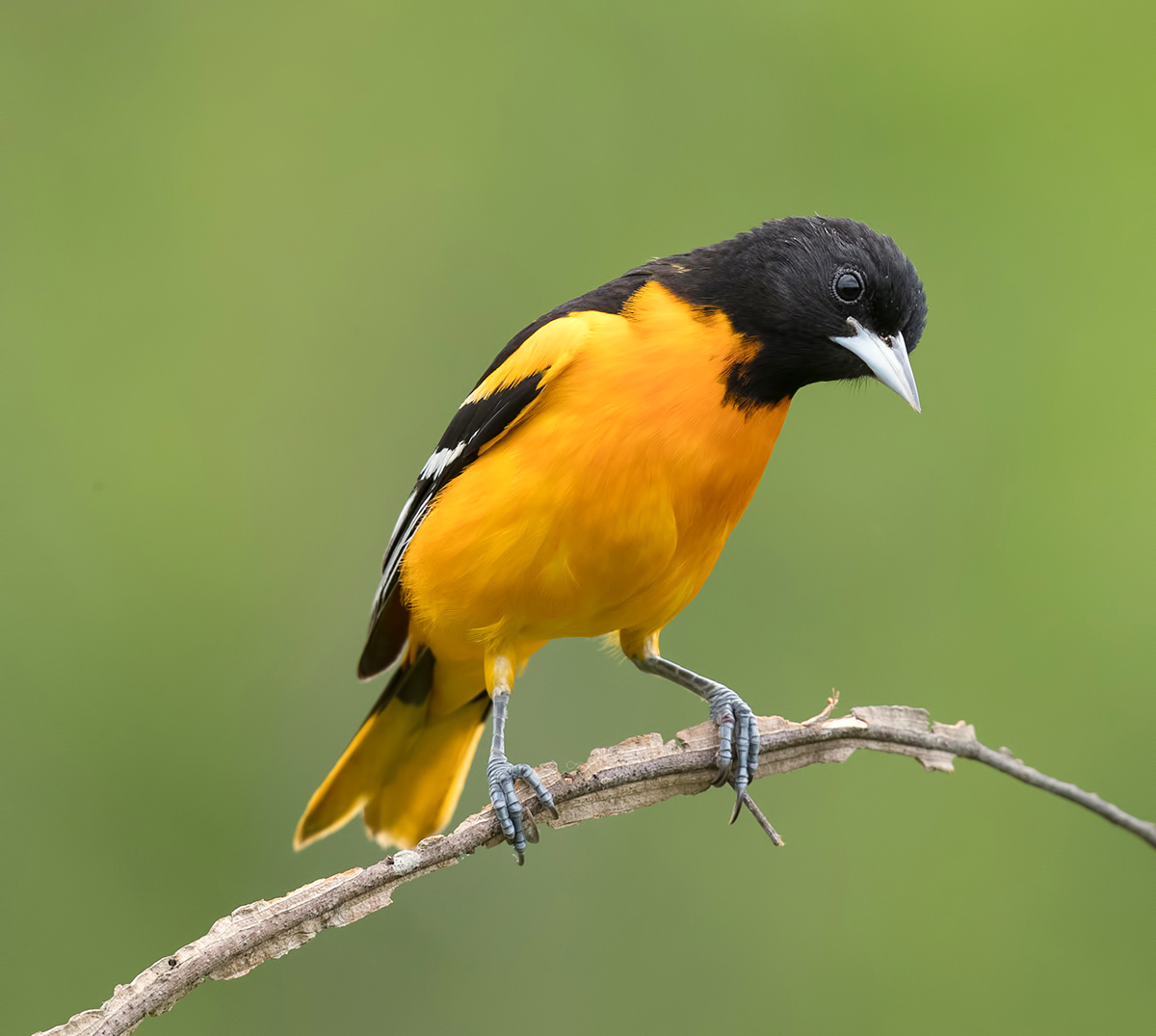 Baltimore Oriole - Балтиморская иволга