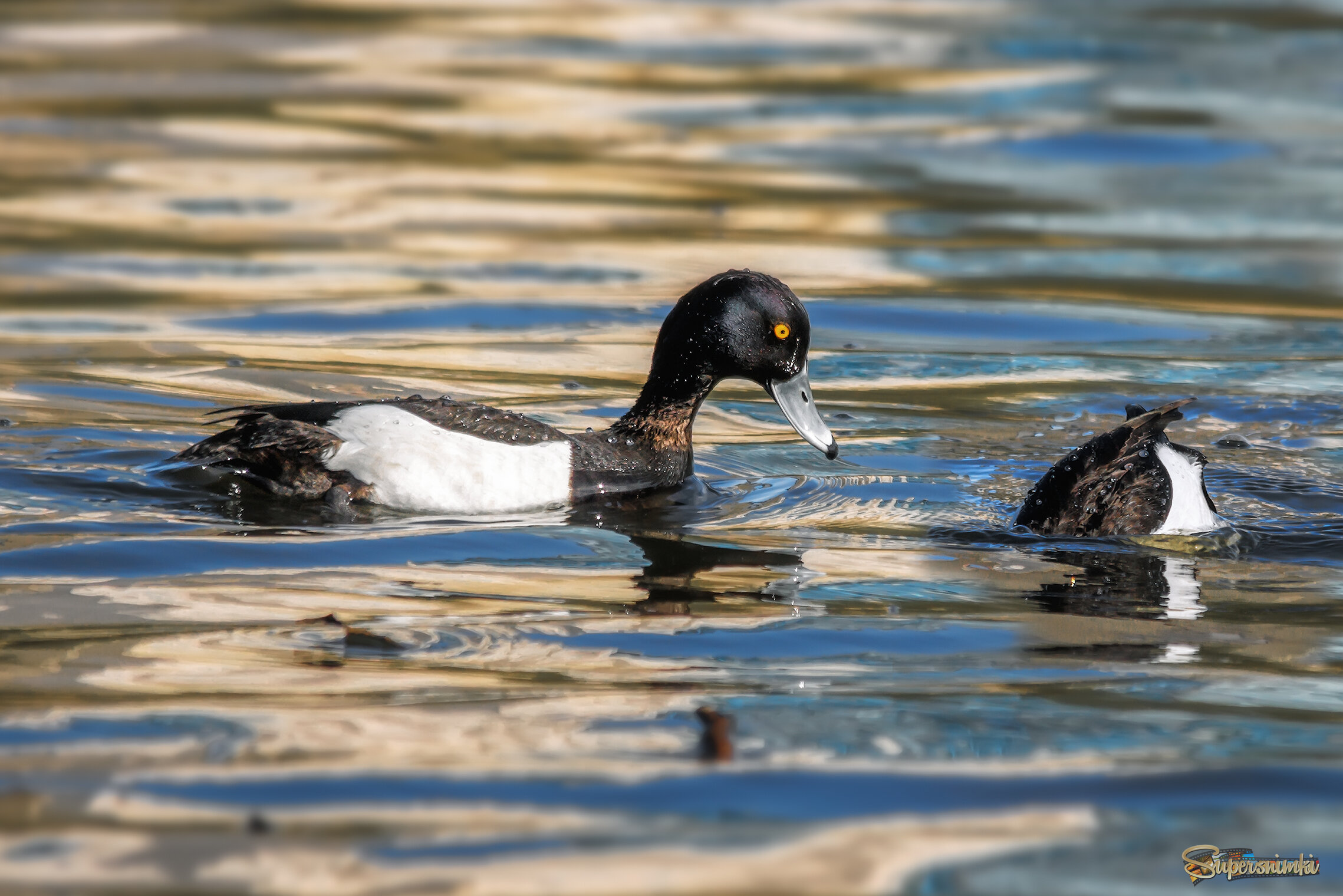 Хохлатая чернеть