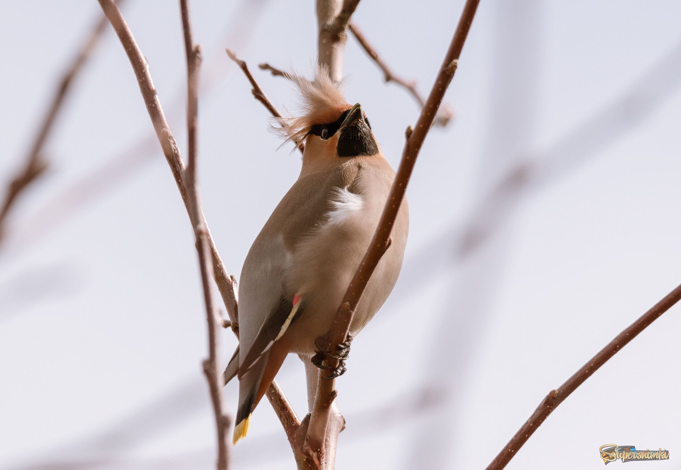 Зовите меня просто - Дональд!  )