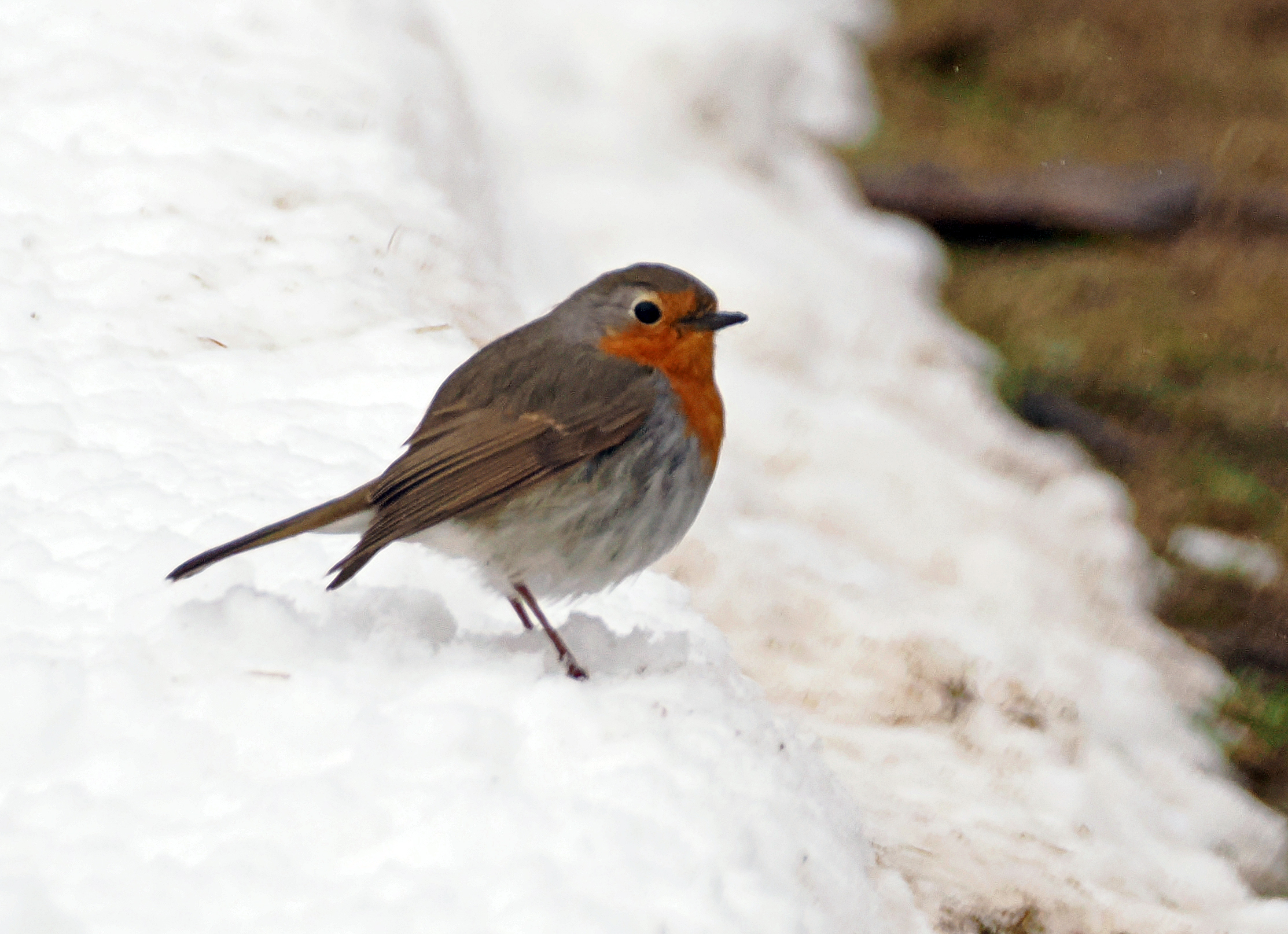 Наблюдение за зарянкой.