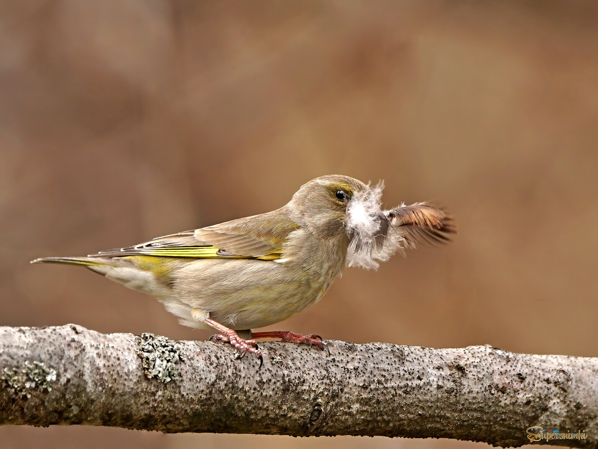 Обыкновенная зеленушка (Carduelis chloris)