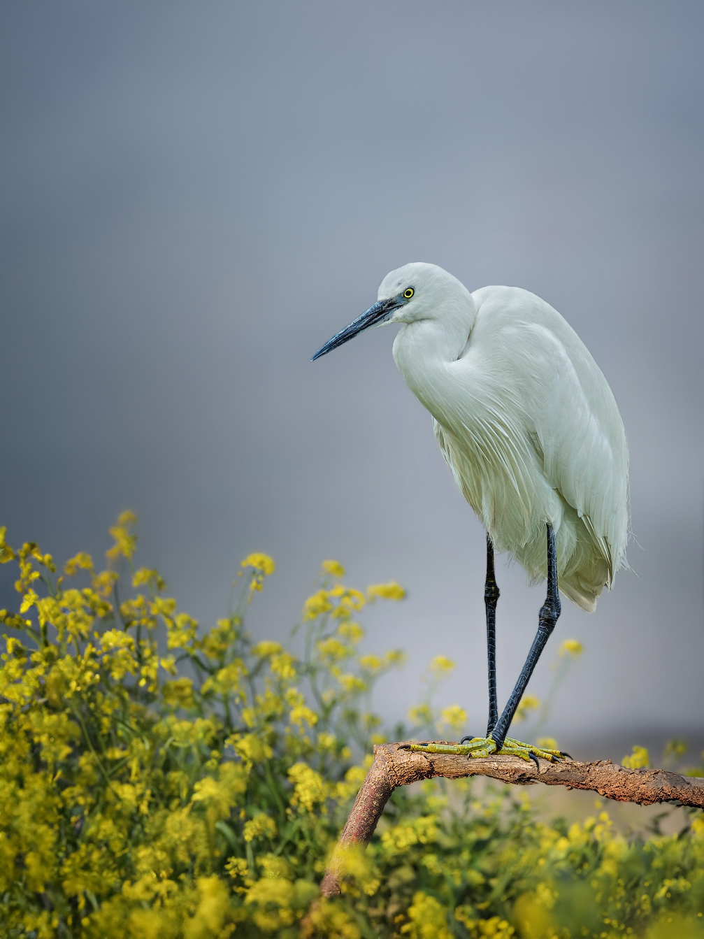 Малая белая цапля
