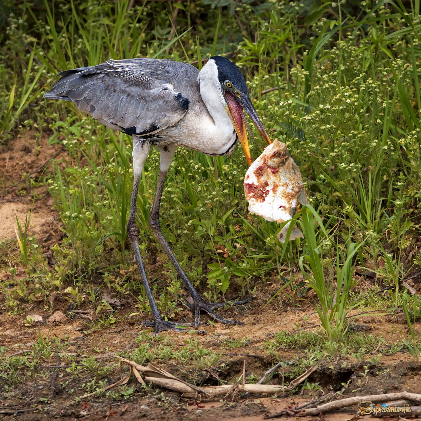 Цапля и Рыба