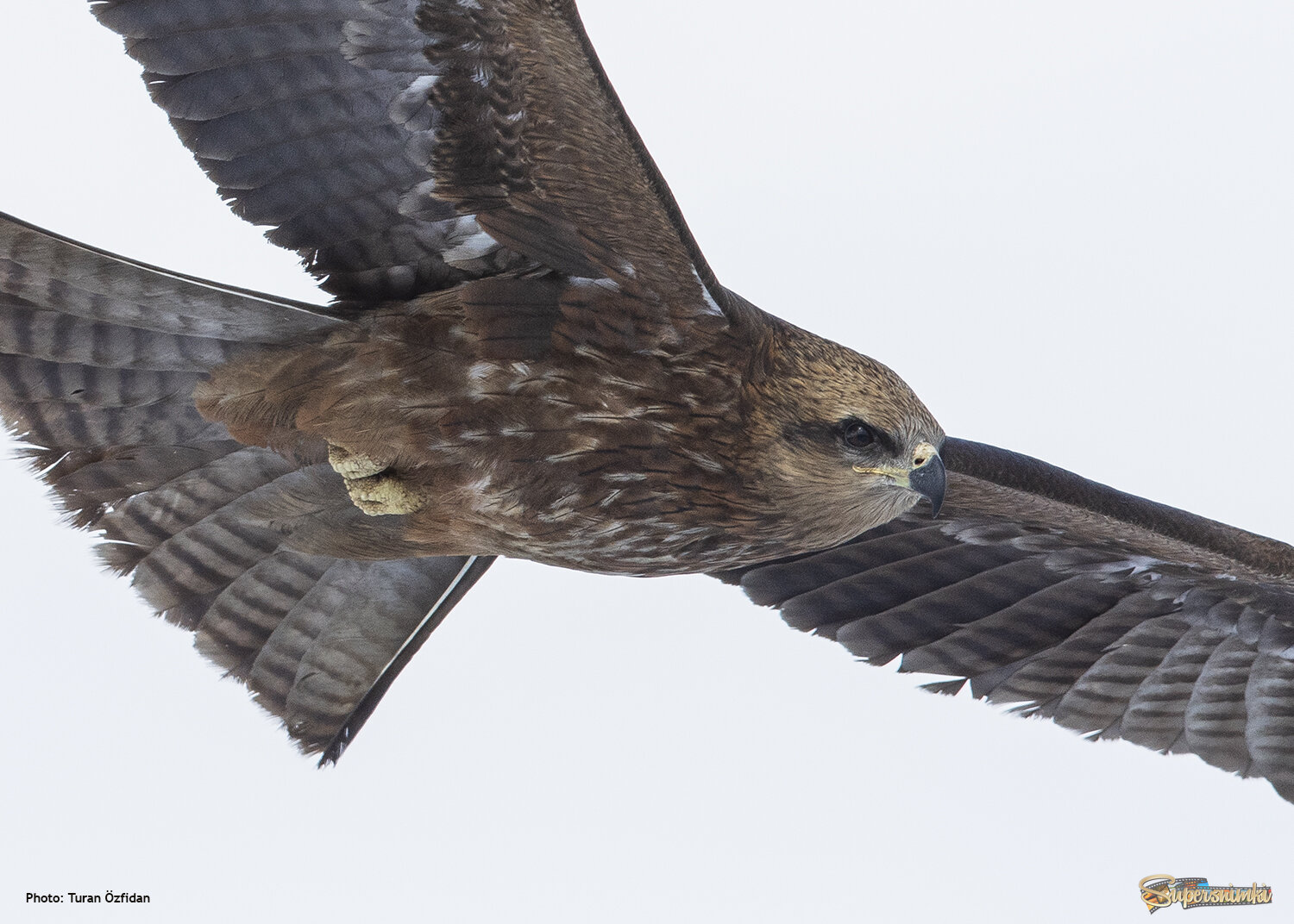 Чёрный коршун (лат. Milvus migrans)