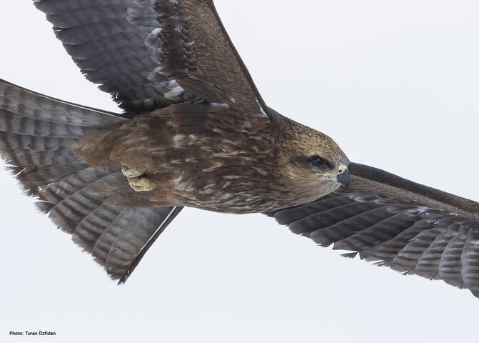 Чёрный коршун (лат. Milvus migrans)