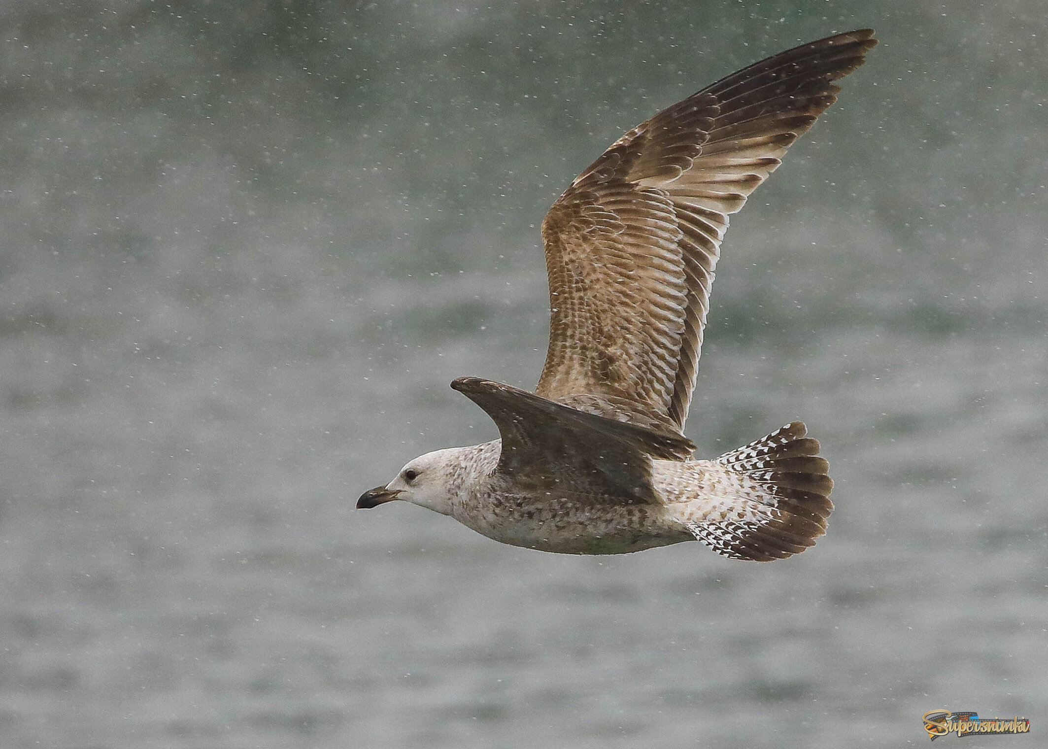 Весенняя метель