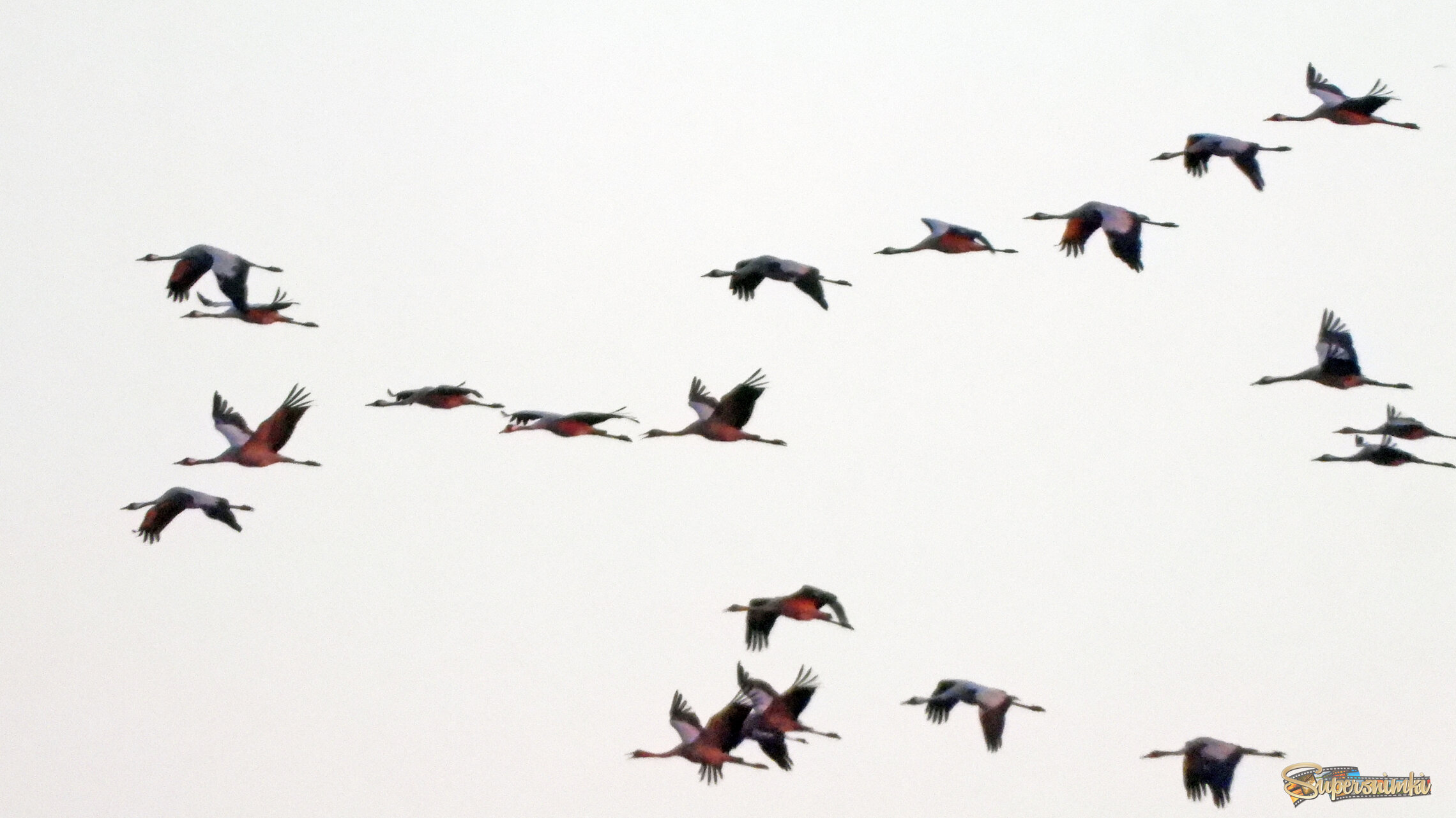 Журавли летящие на ночёвку...