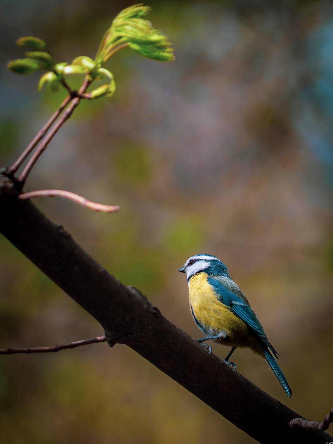 Обыкновенная лазоревка