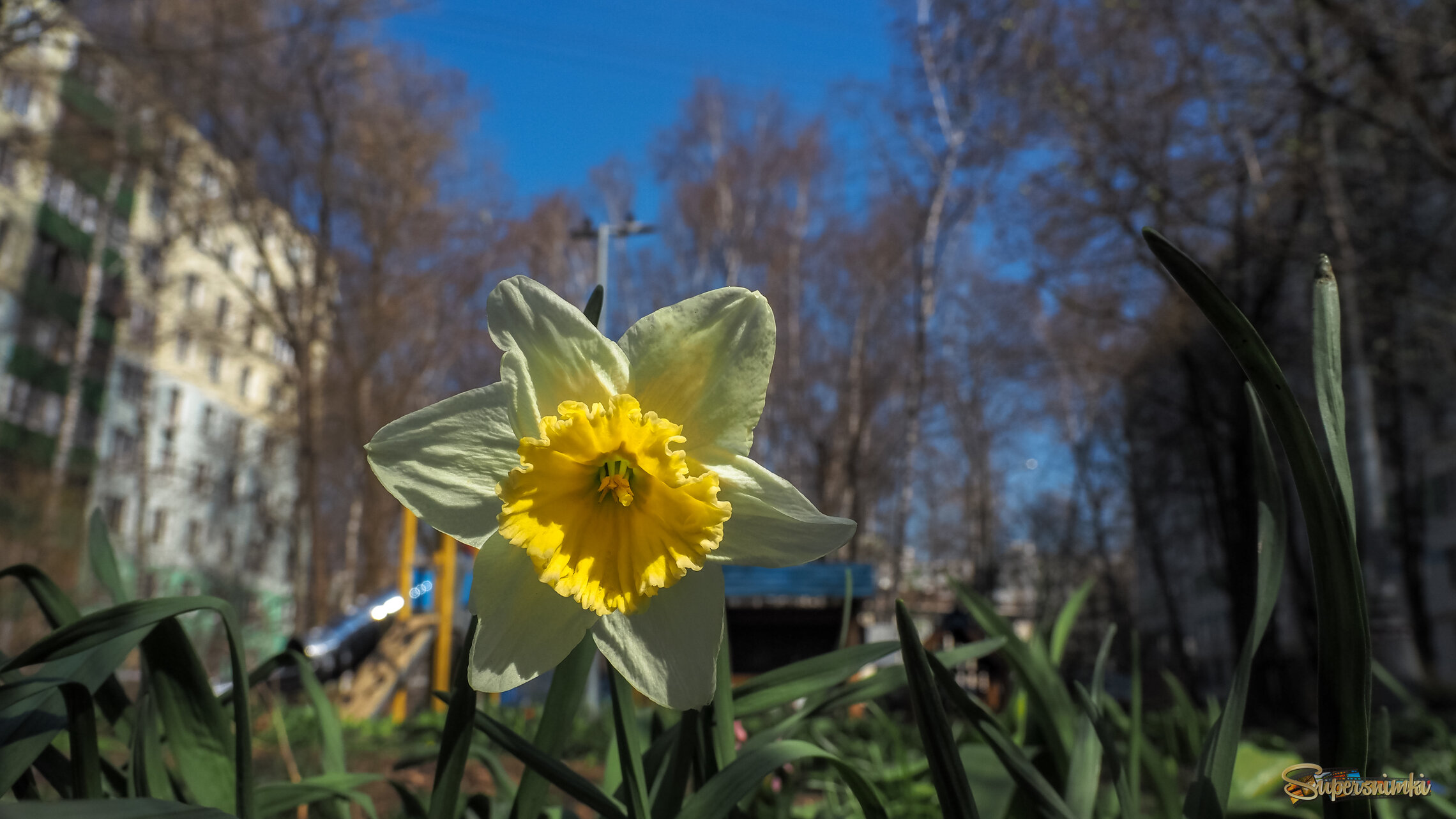 Природа в Городе