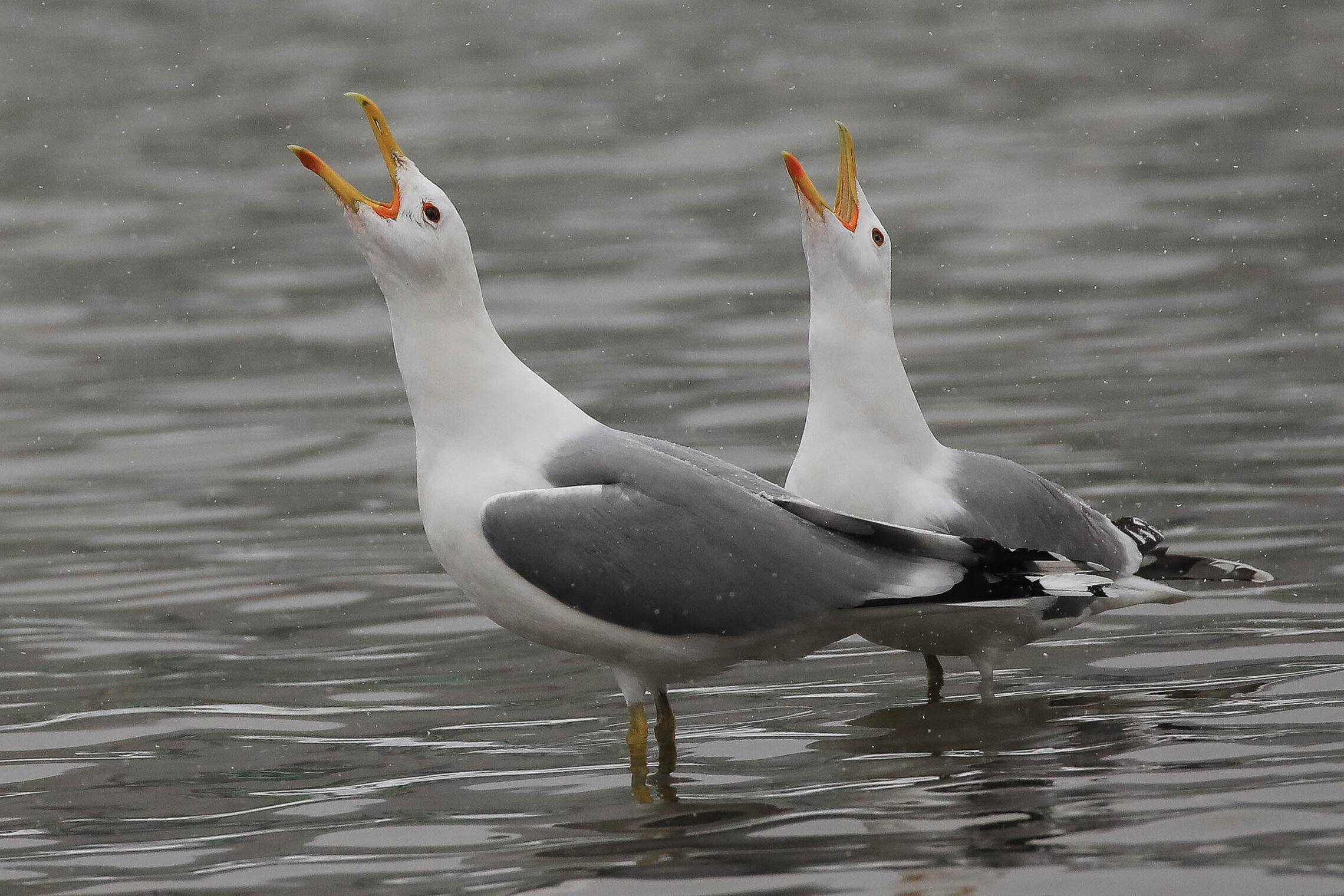 Споём дуэтом!