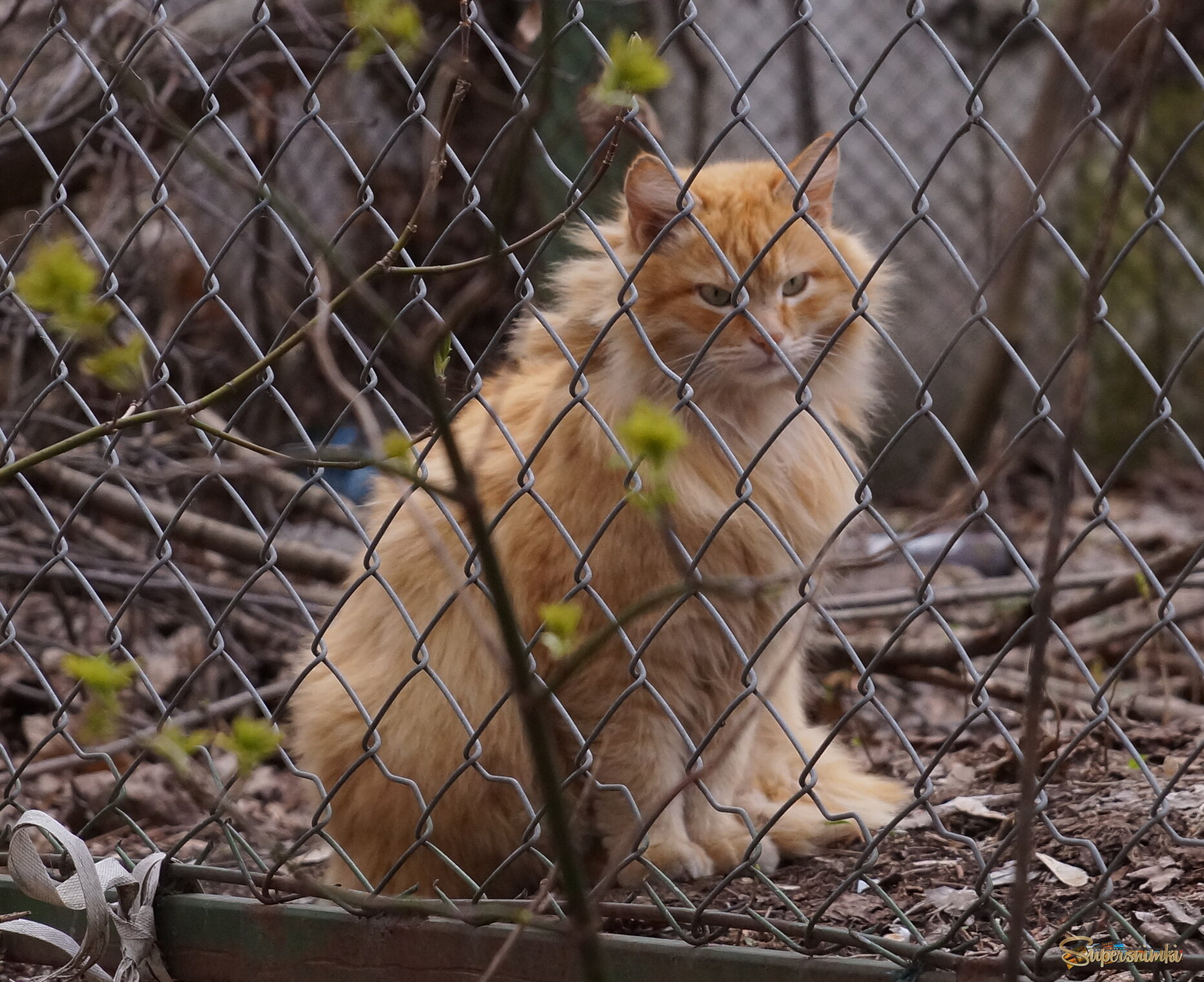 Мир в крупную клетку