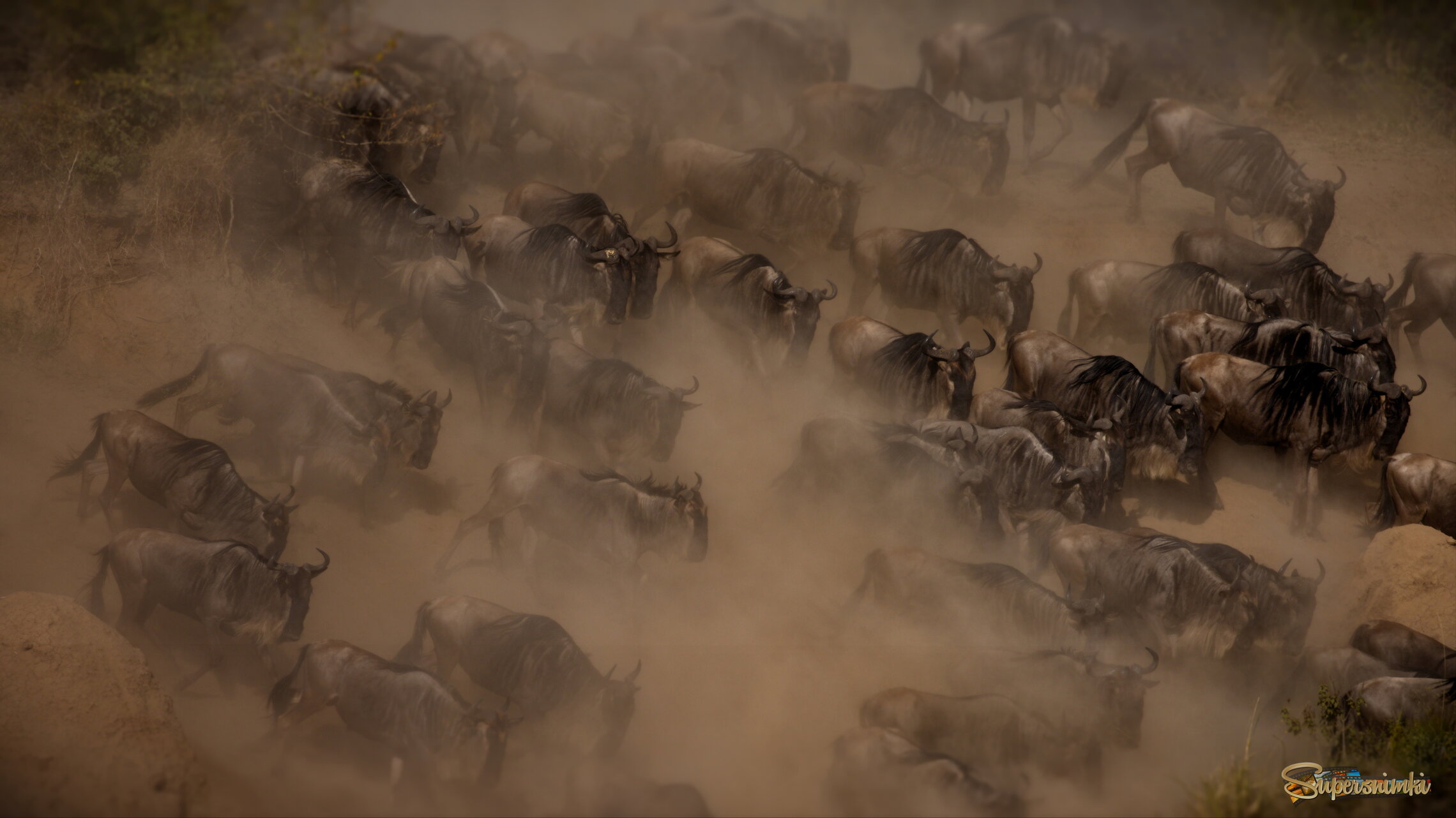 Беготня в пыли