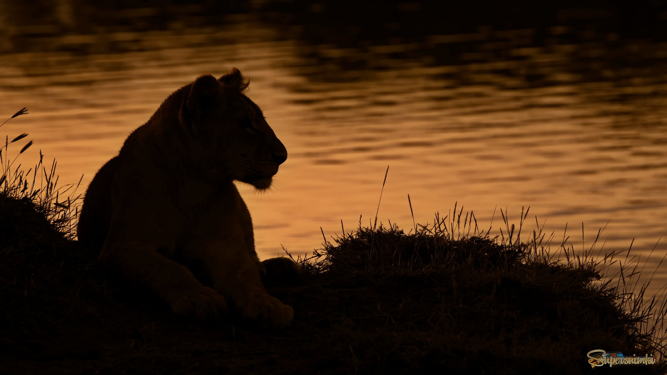 Вечерний силуэт