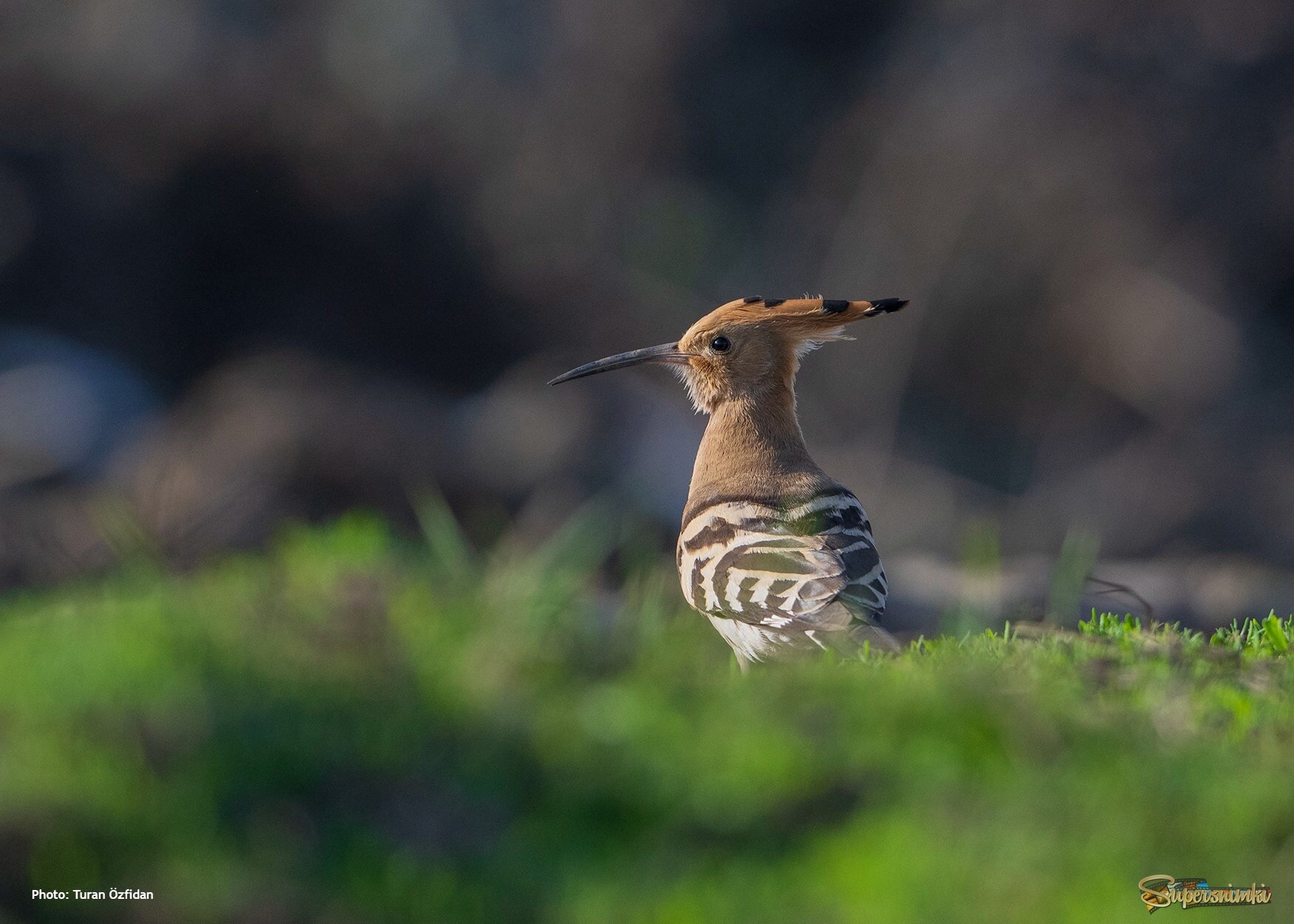 Удод (лат. Upupa epops) Московская область, г. Павловский Посад 19.04.2025