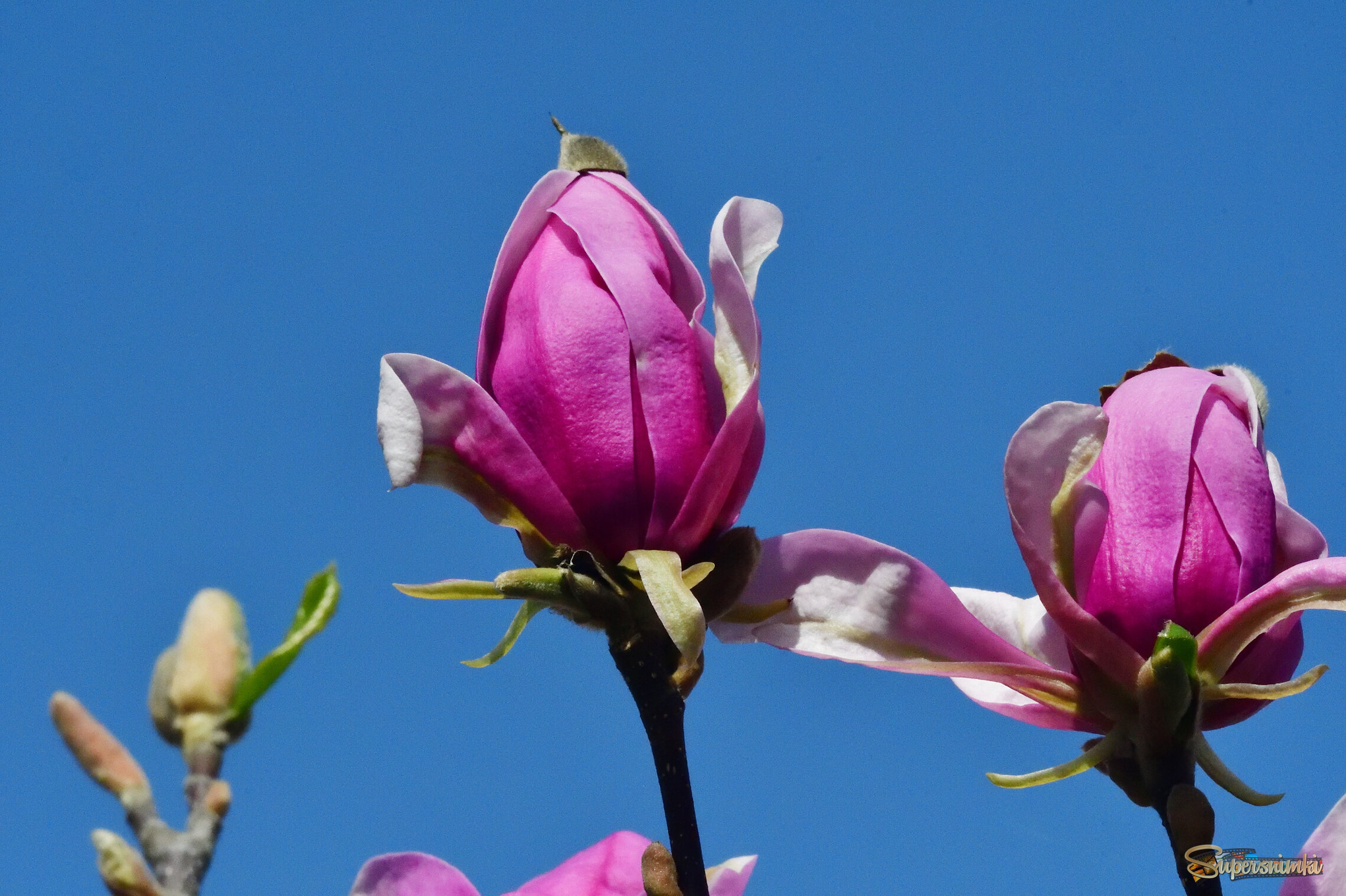 Магнолия..