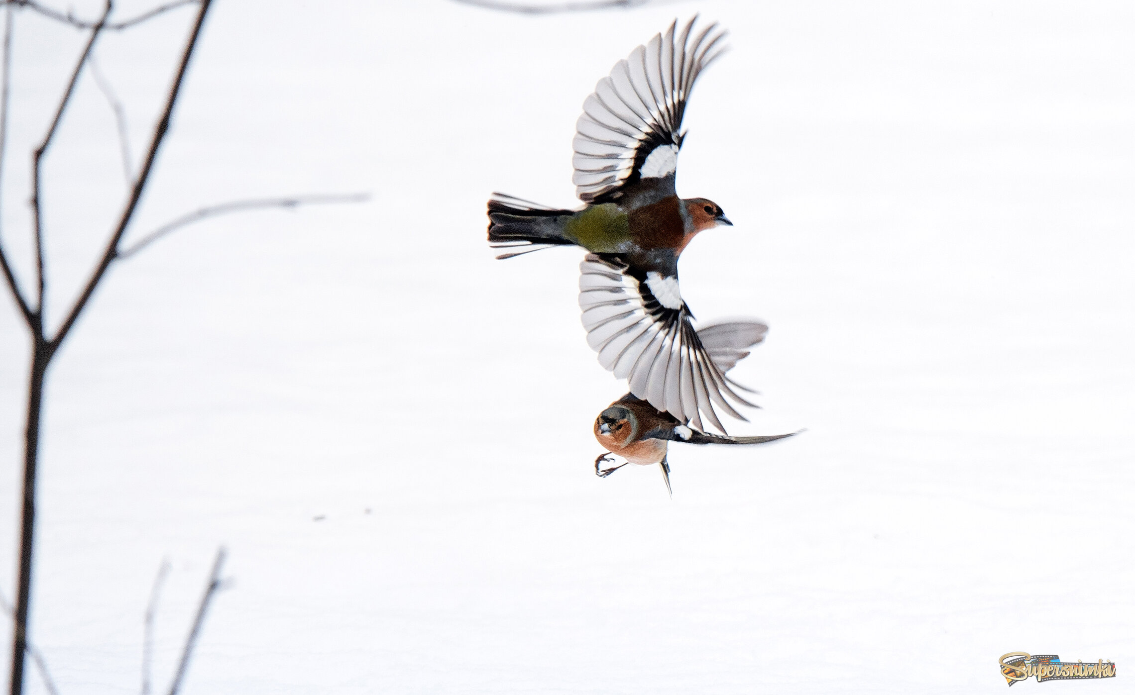 Воздушный бой зябликов.
