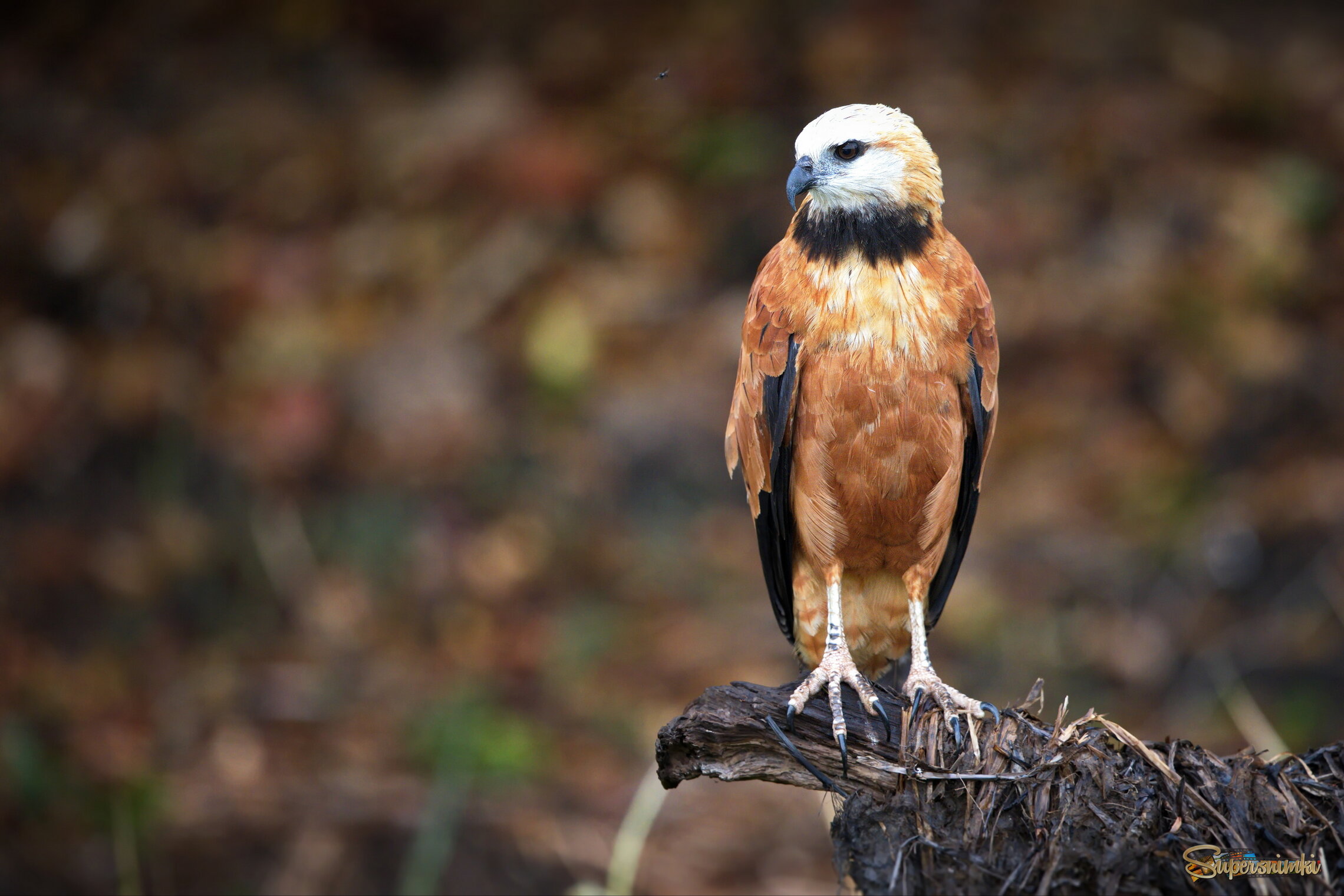 В ожидании добычи