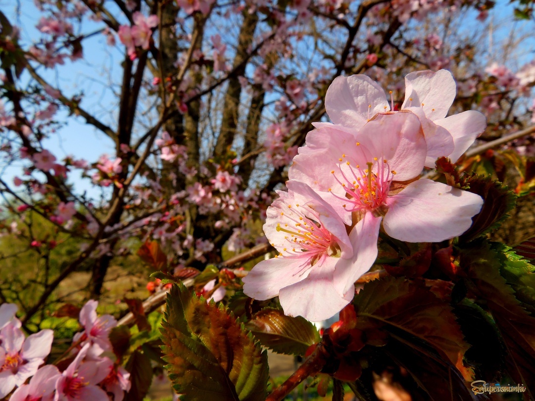 Сакура курильская