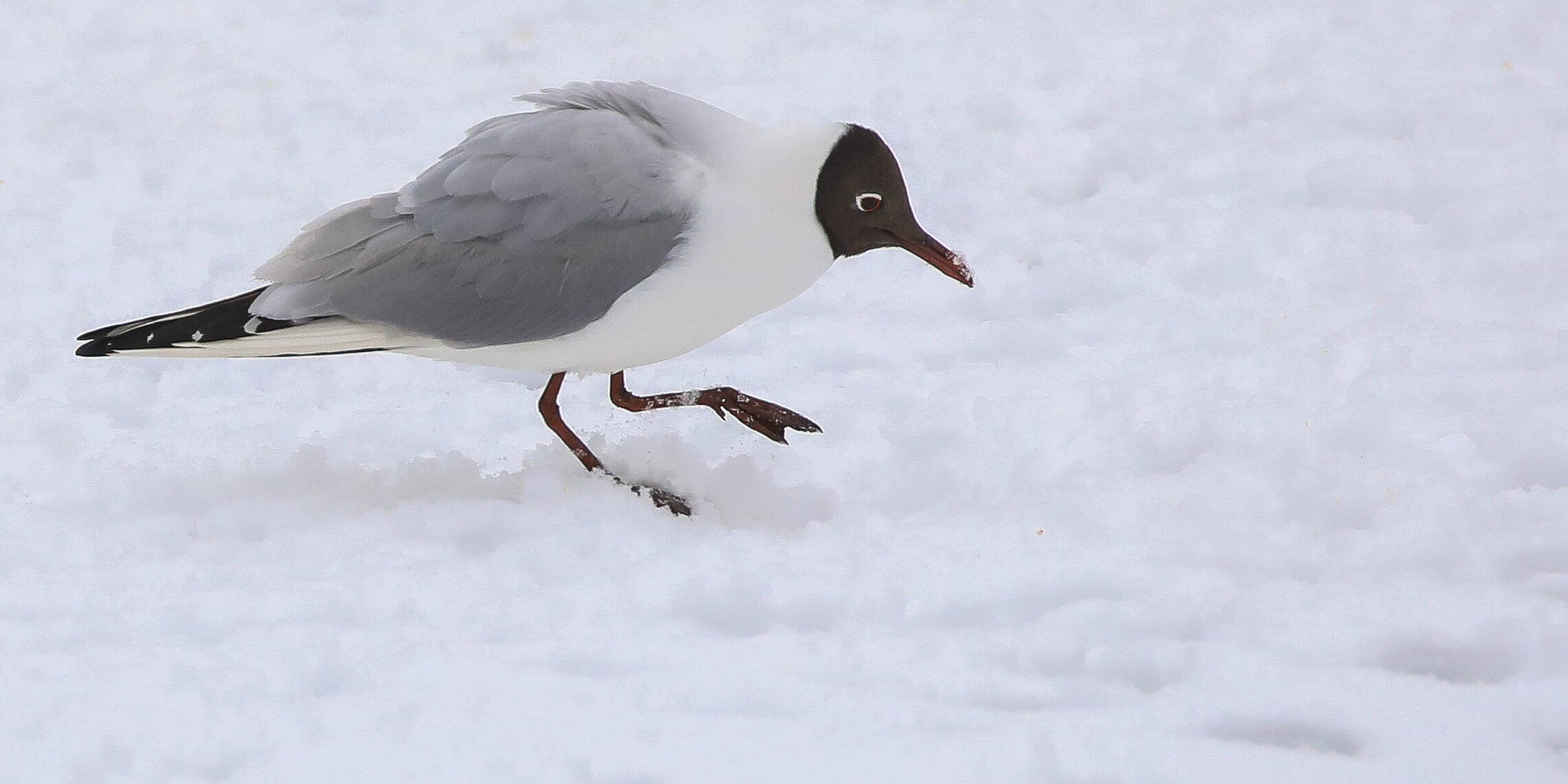 На снегу весной