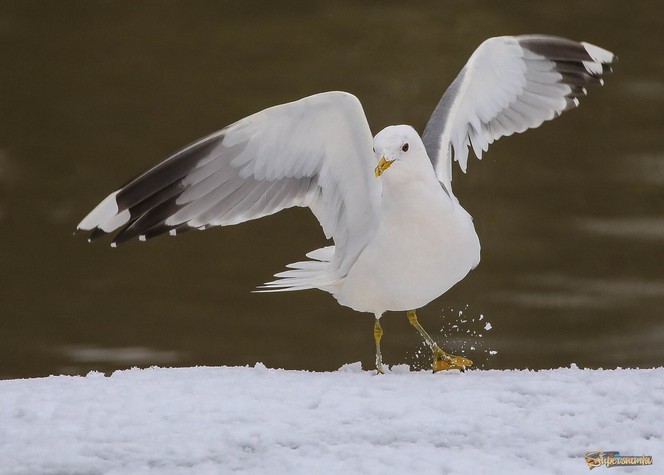 Танец на снегу