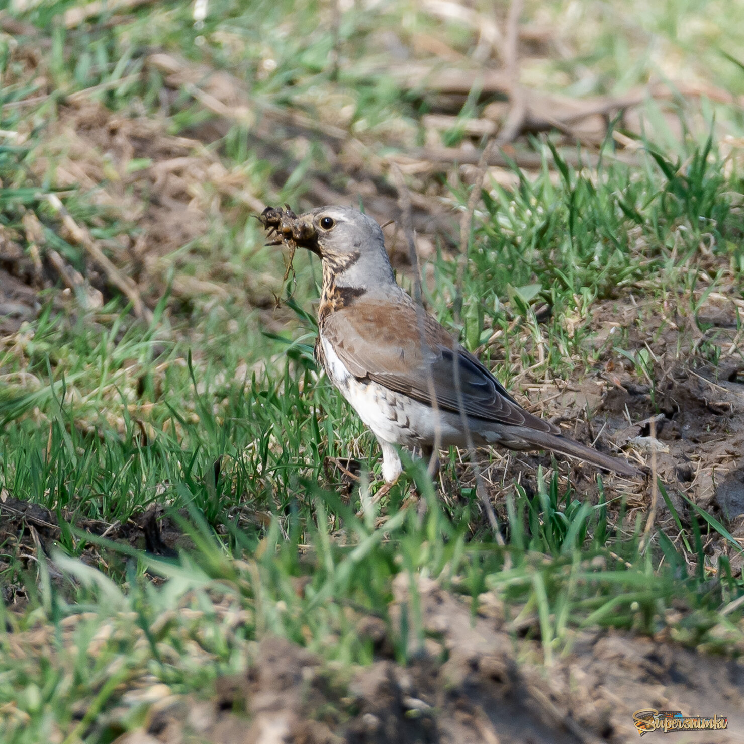 Дрозд строитель...