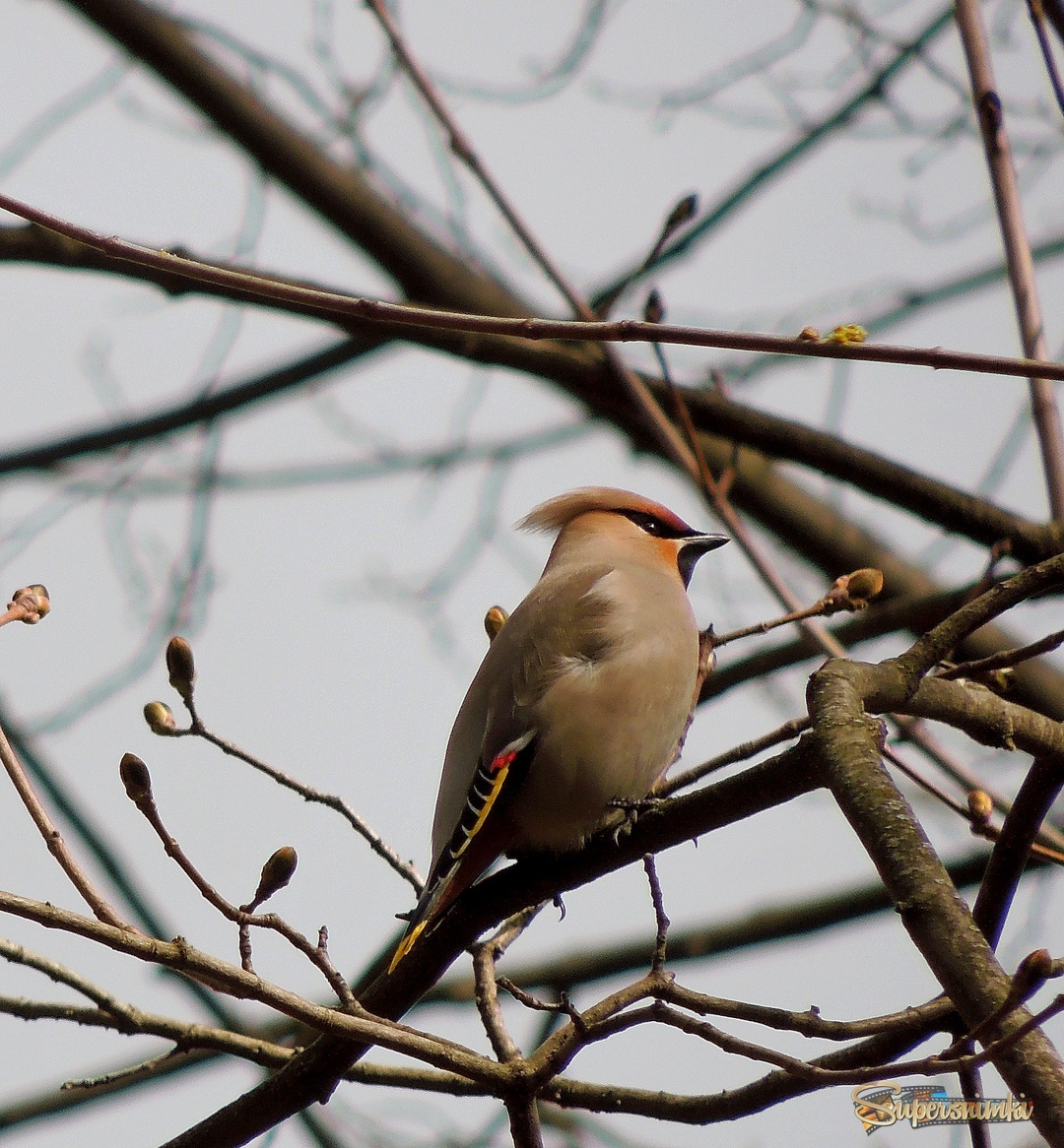 Свиристель