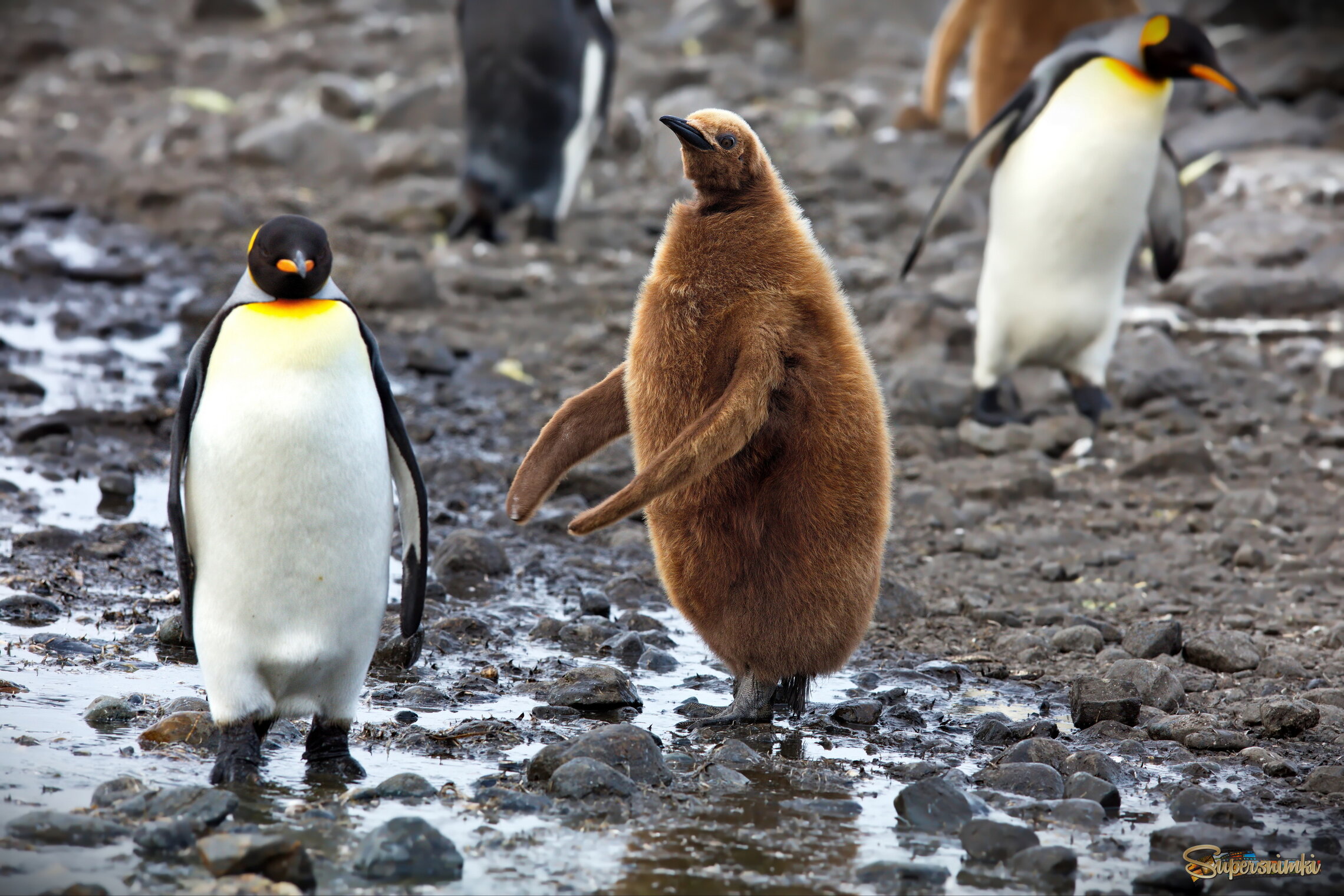 - Ну и что, что я большой, я же ещё маленький...