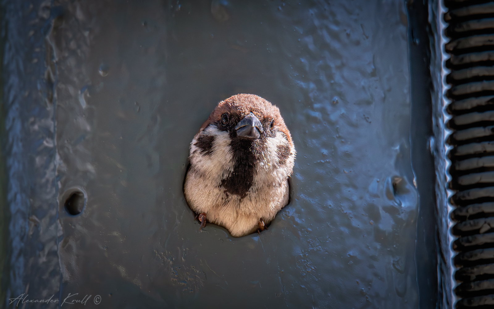 Воробьиный домострой