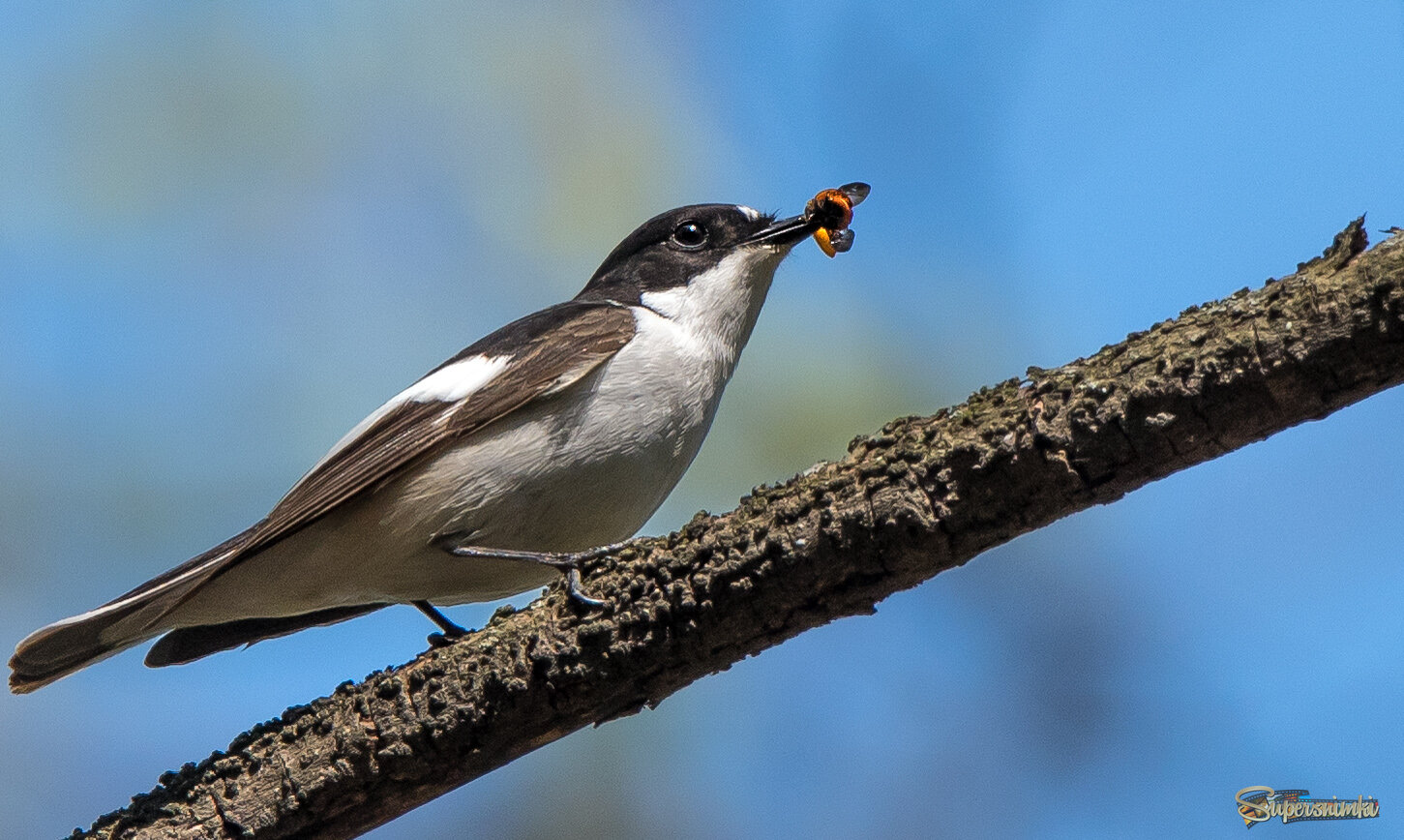 Мухоловка-пеструшка.