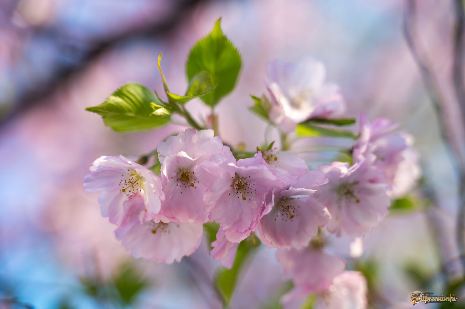 68074d734d52188bbed63990