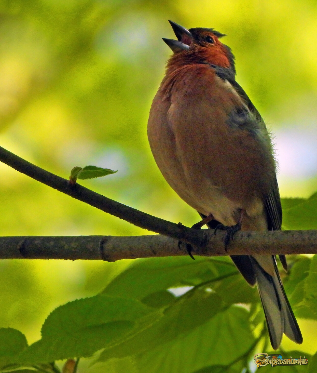 Поющий зяблик.