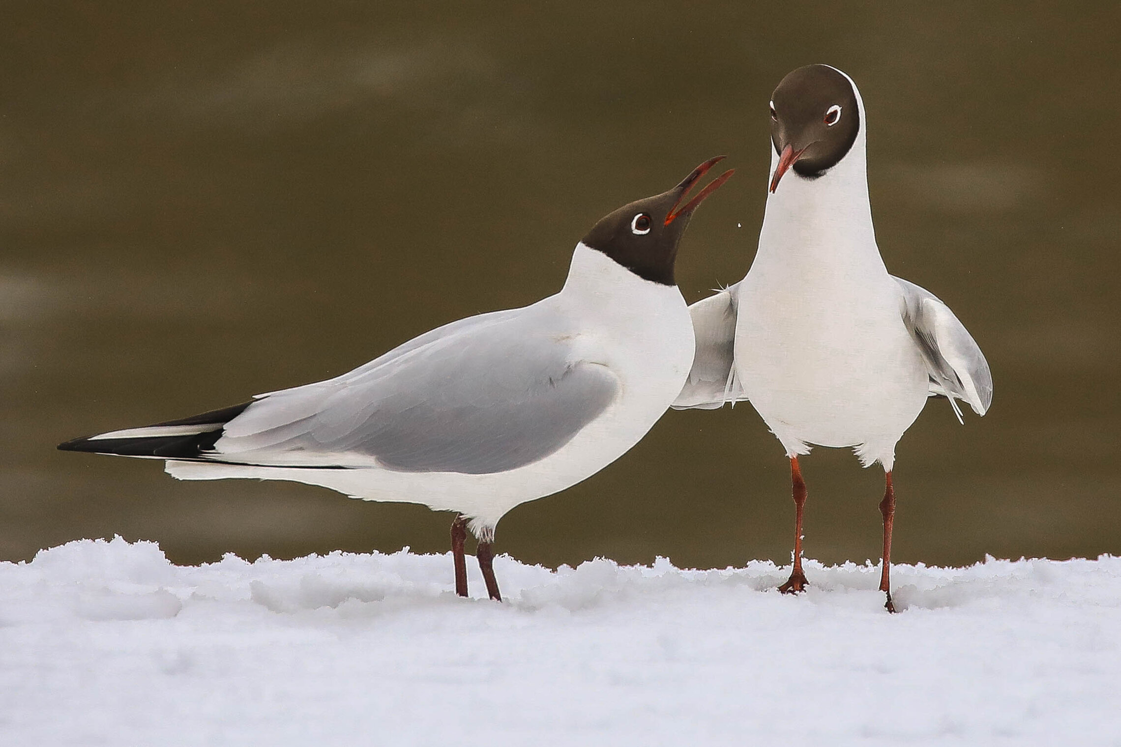 Теплое общение