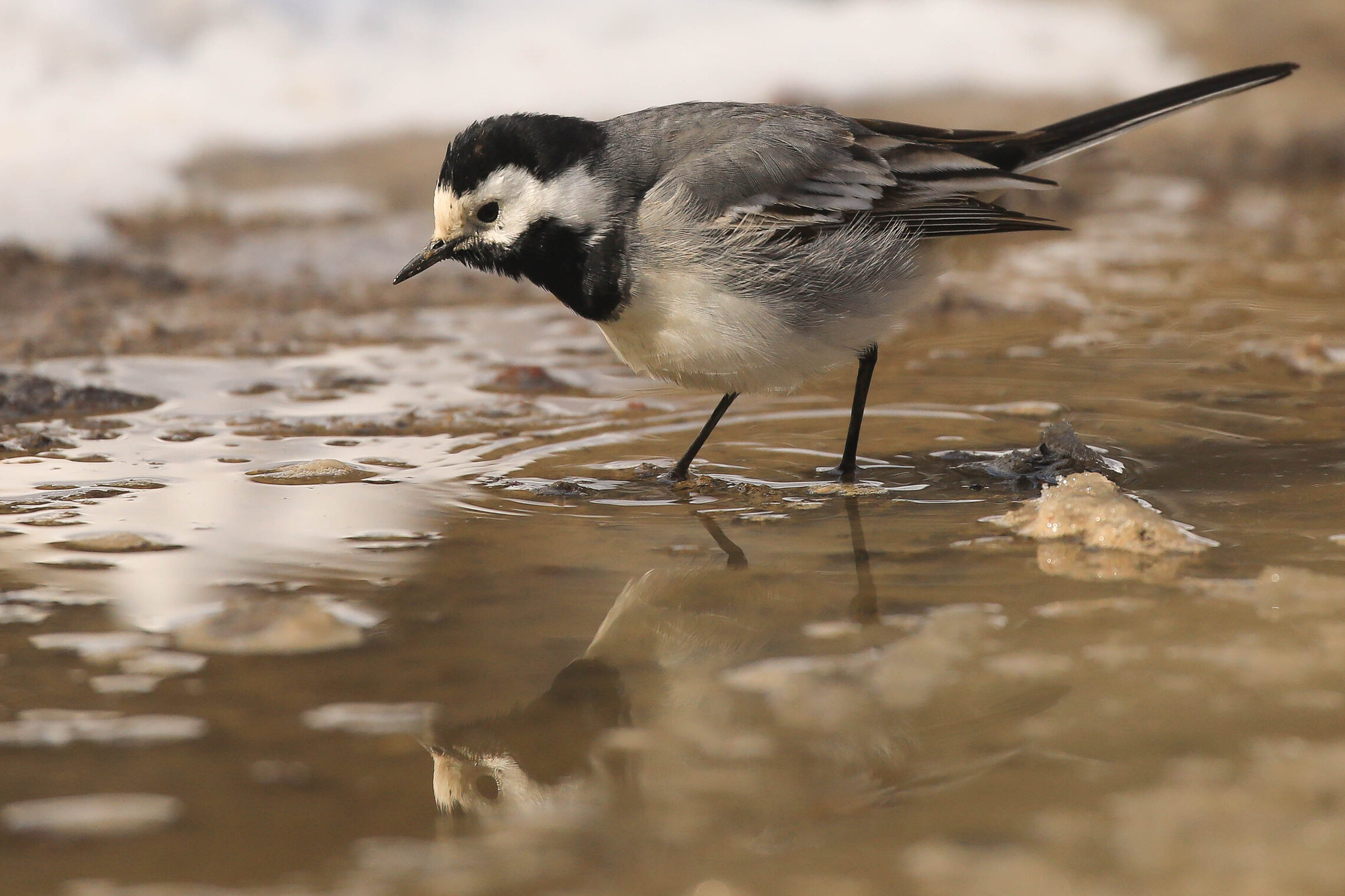 Трясогузка и ее отражение