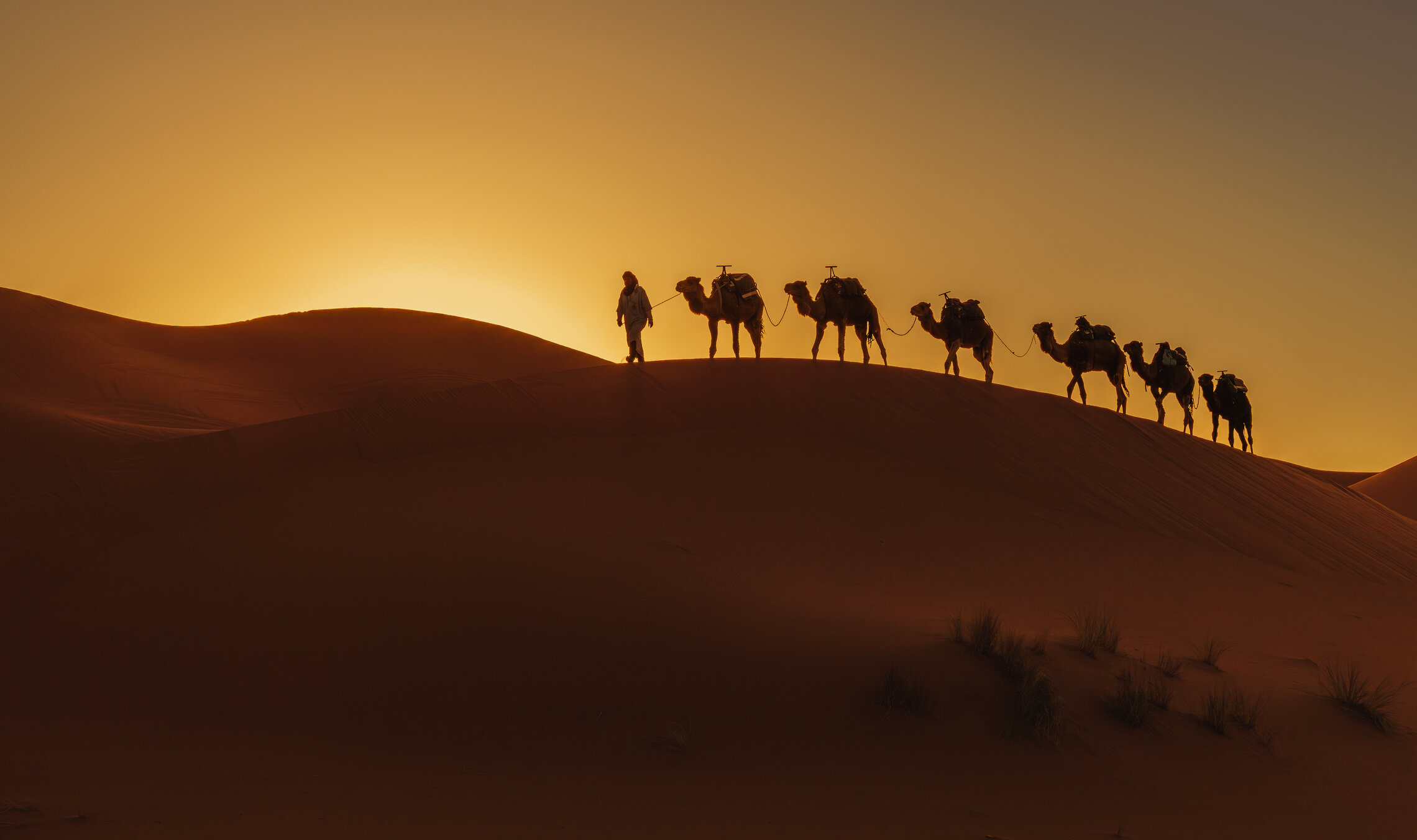 Корабль пустыни