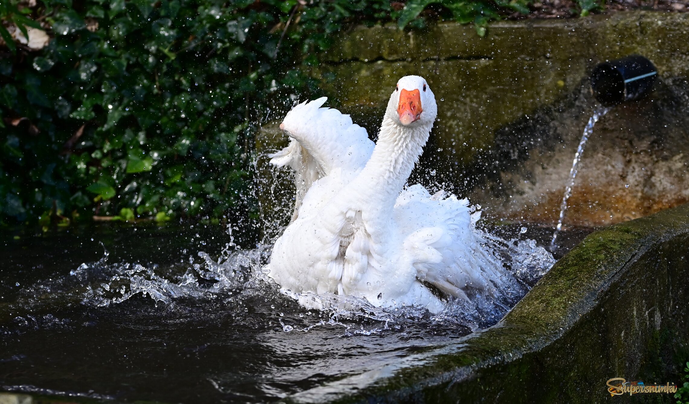Водные процедуры 