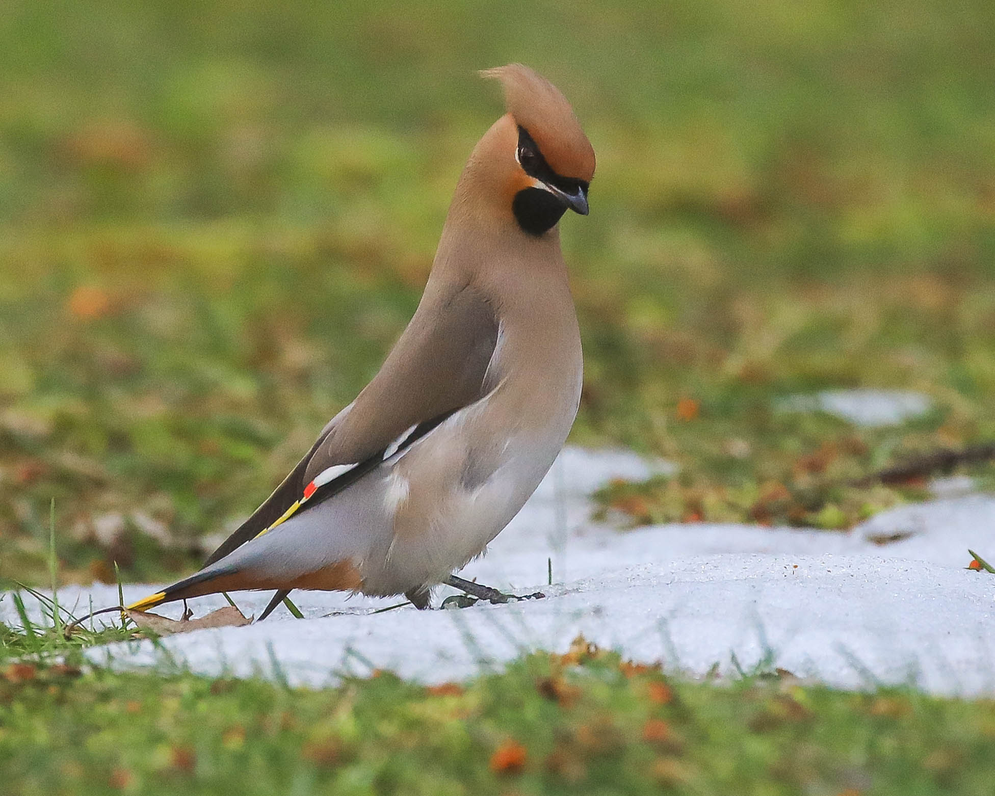 Странная однако весна!