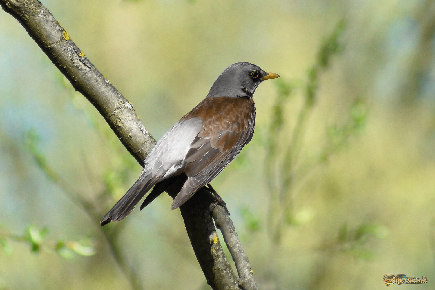 В ожидании подруги