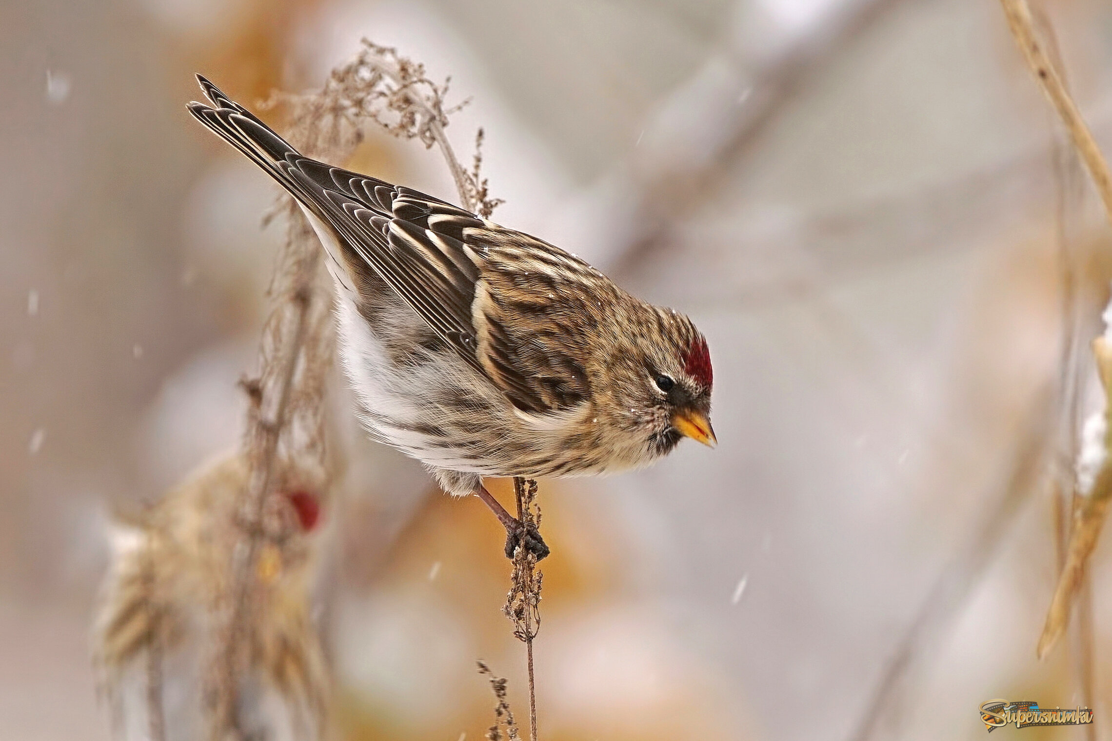 Студёной порой